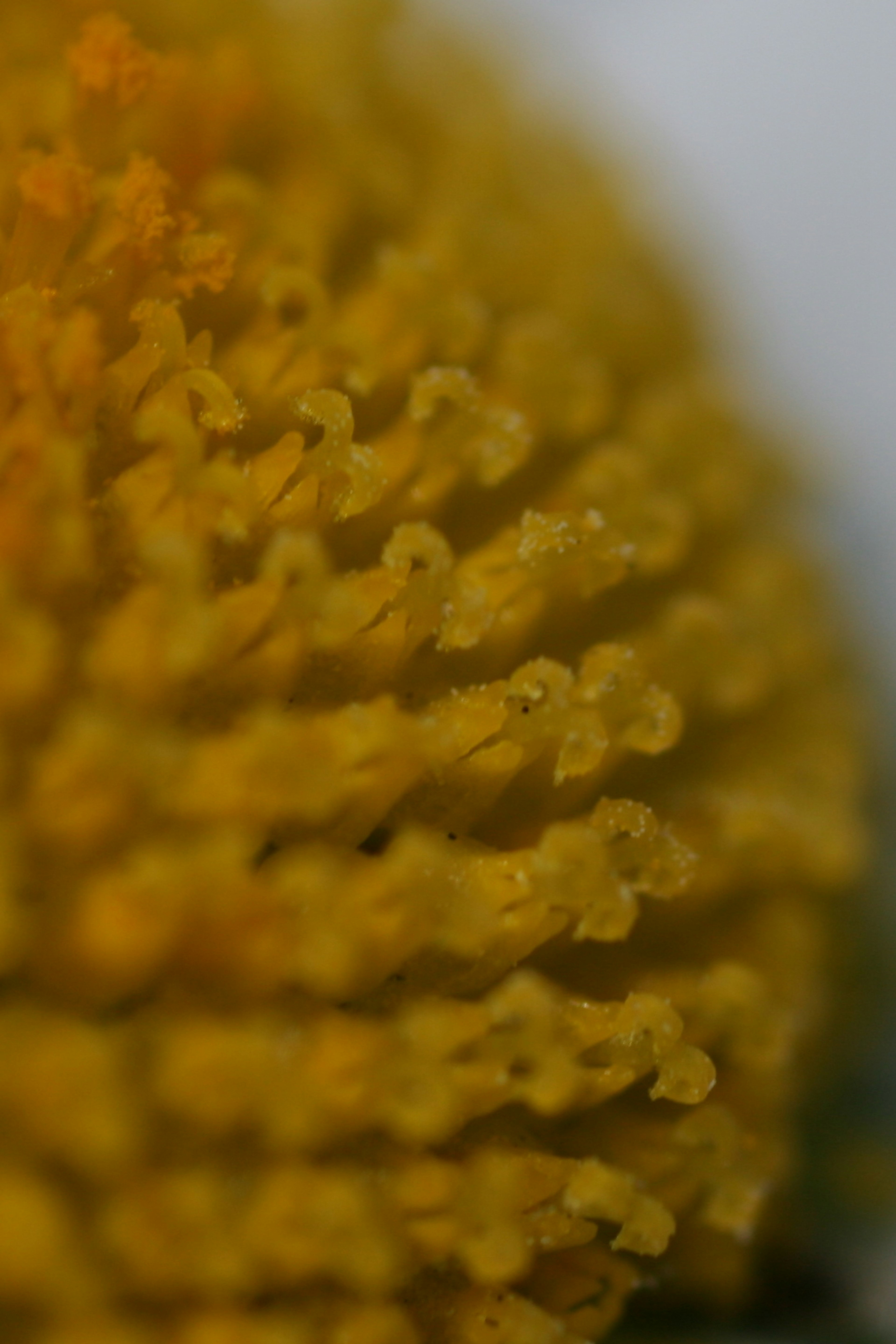 Macro photo of a yellow flower showing petal details