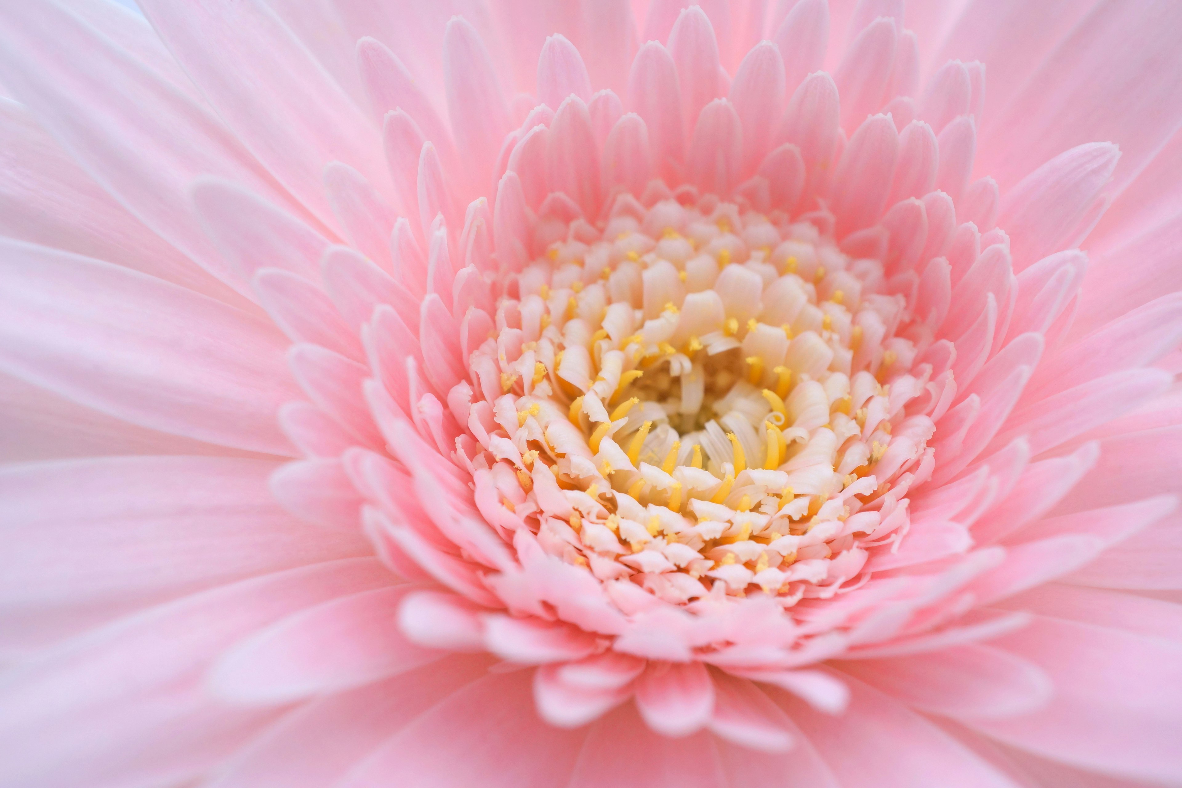 Primo piano di un fiore rosa pallido con petali delicati e stami gialli al centro