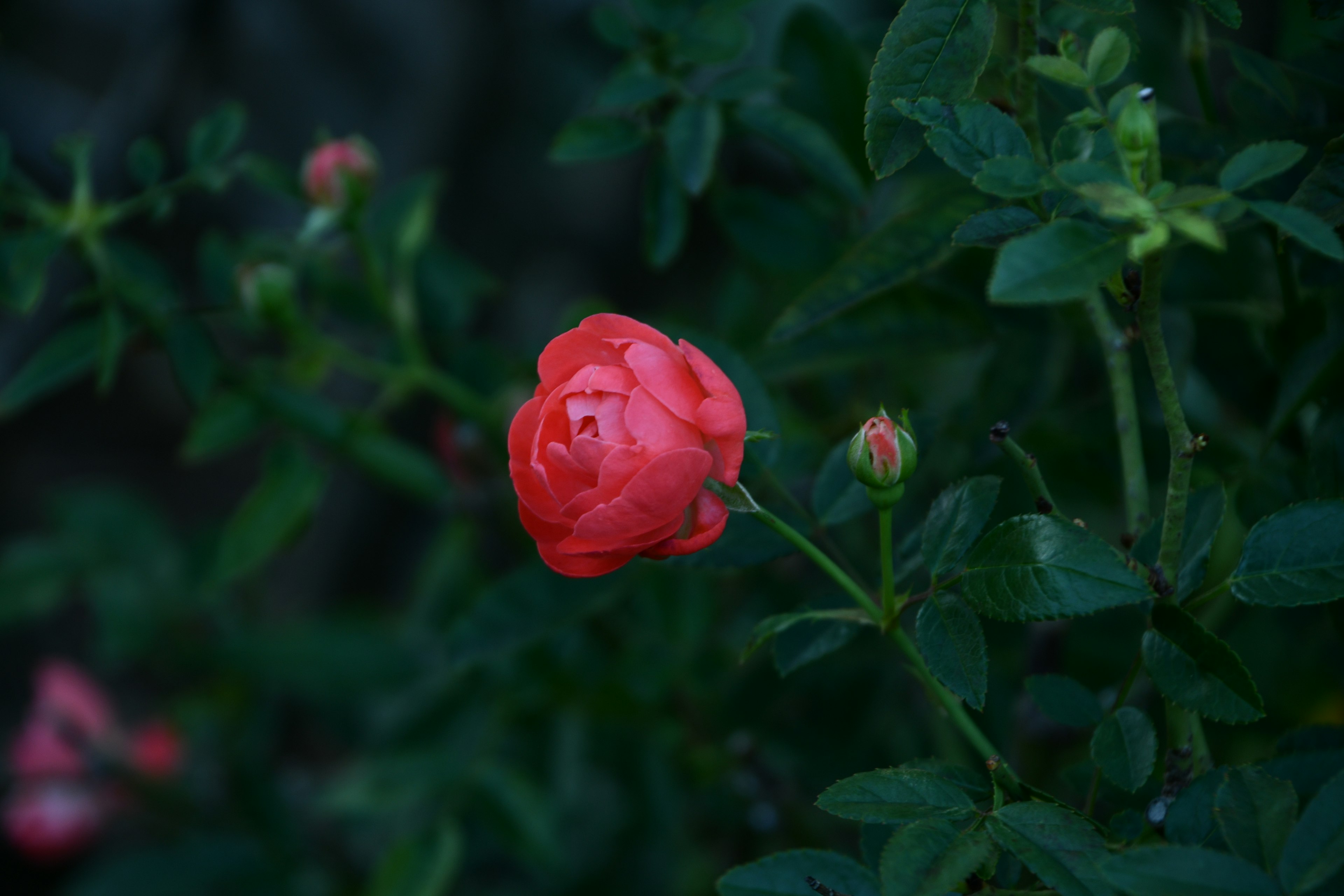 Eine lebhafte rote Rosenknospe umgeben von üppigem grünem Laub