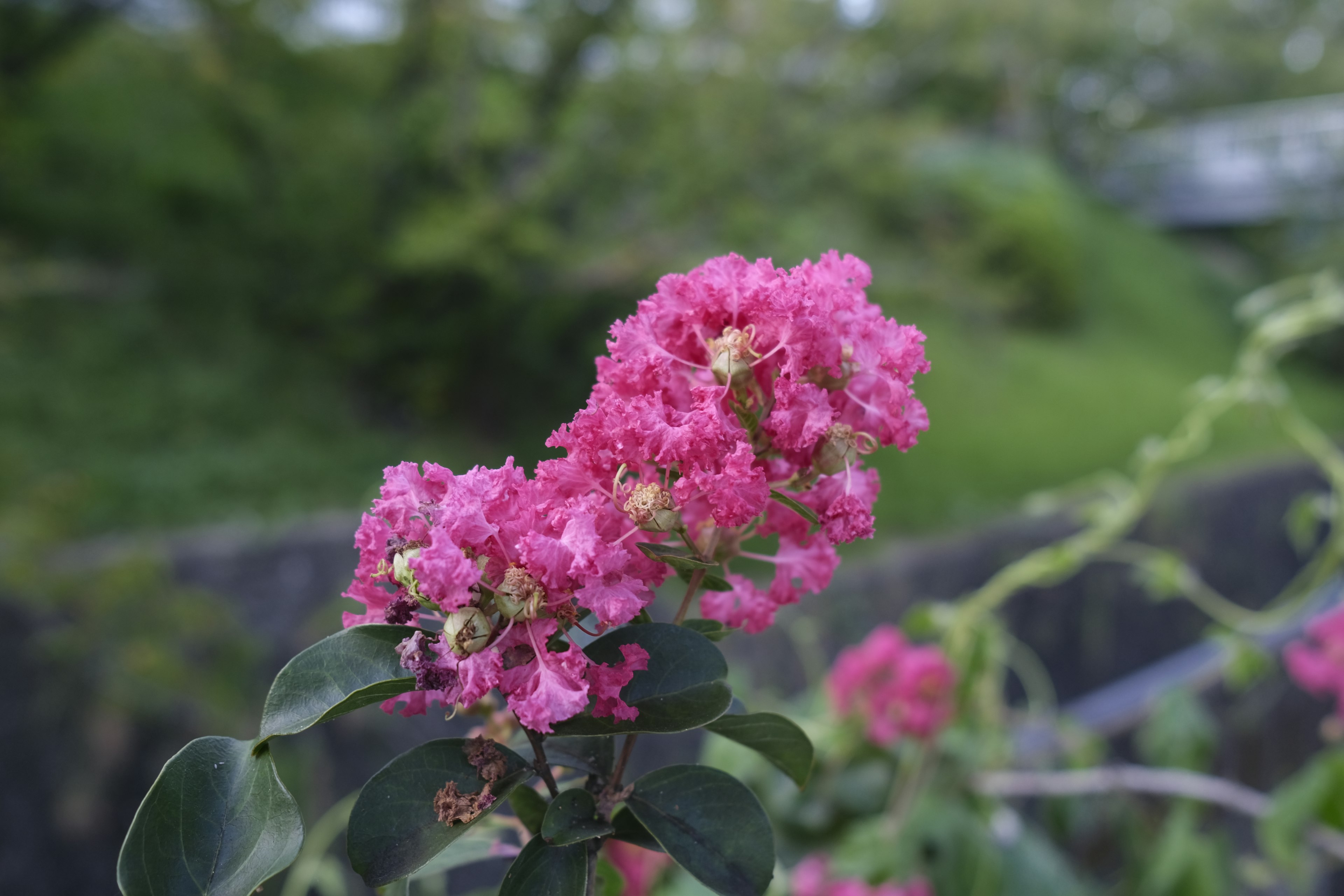 Nahaufnahme von leuchtend rosa Blumen an einer Pflanze mit grünem Laub im Hintergrund