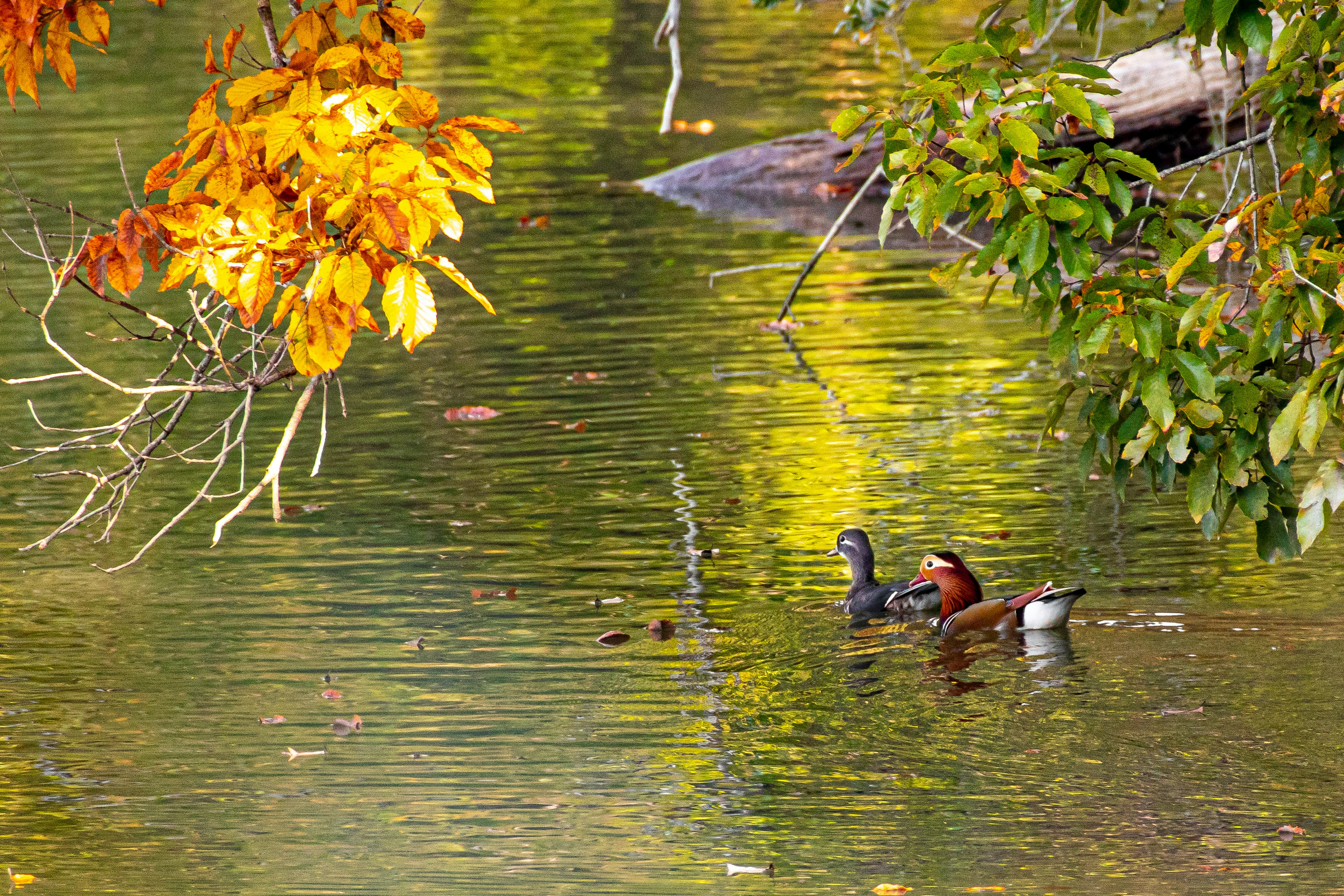 Deux canards flottant sur un étang tranquille entouré de feuilles d'automne