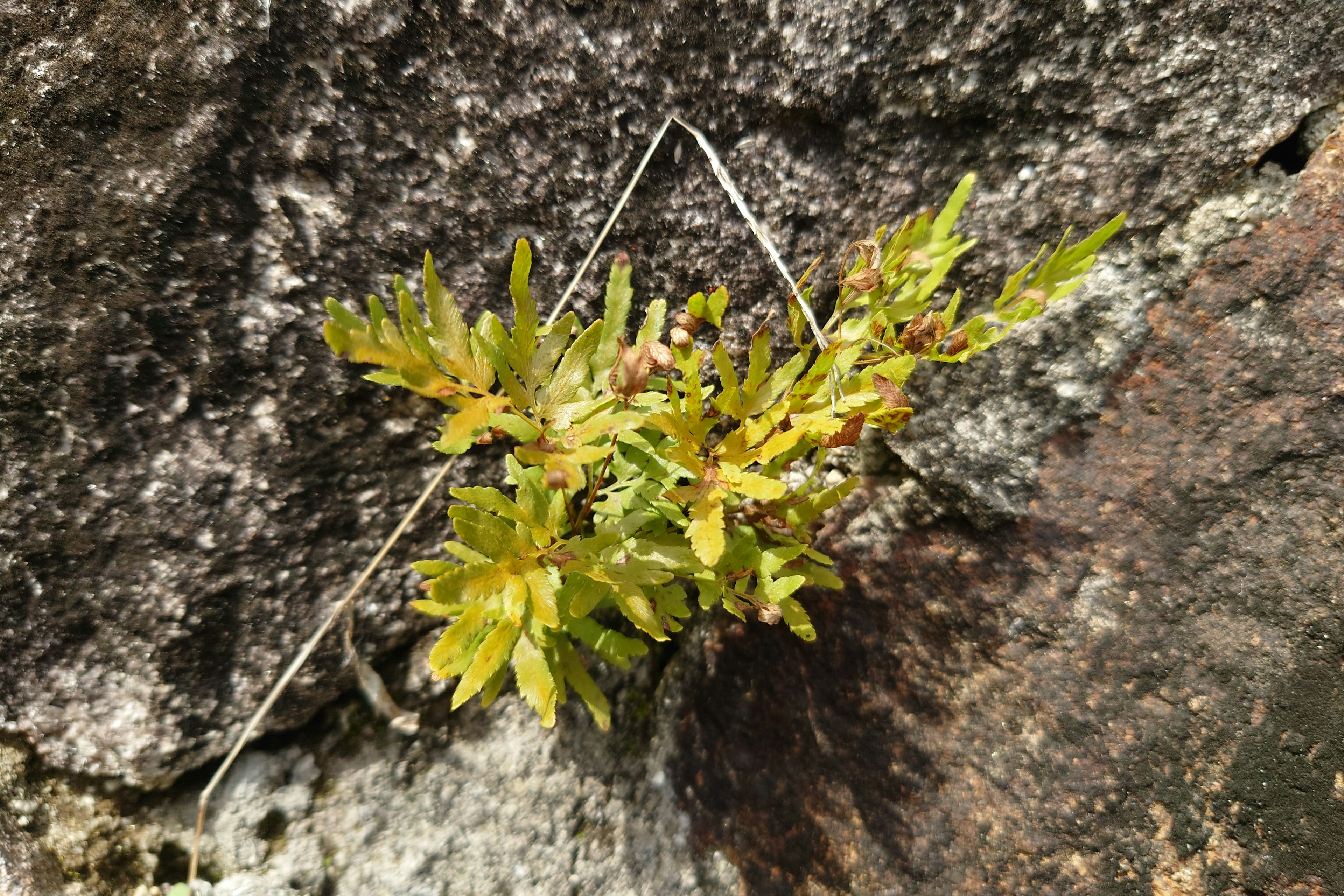 Gros plan d'une plante verte poussant sur une roche