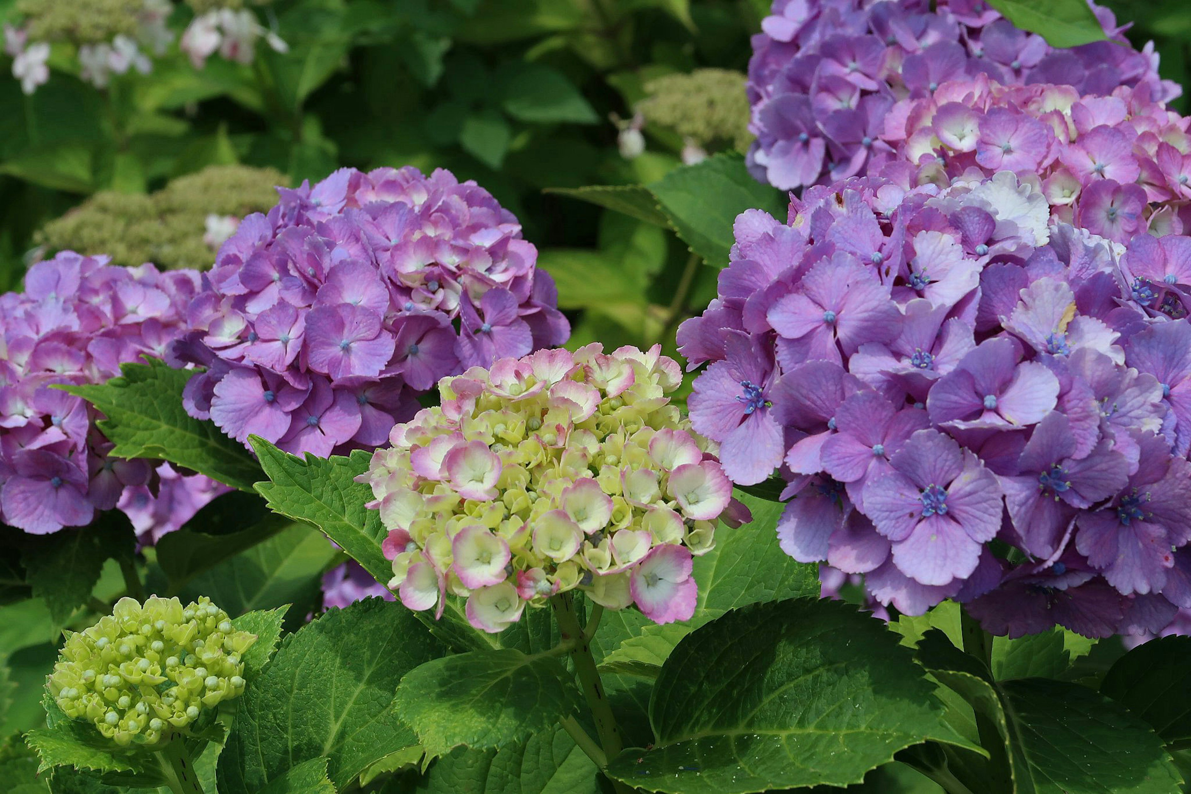 Bunga hydrangea yang cerah dalam nuansa ungu dan hijau