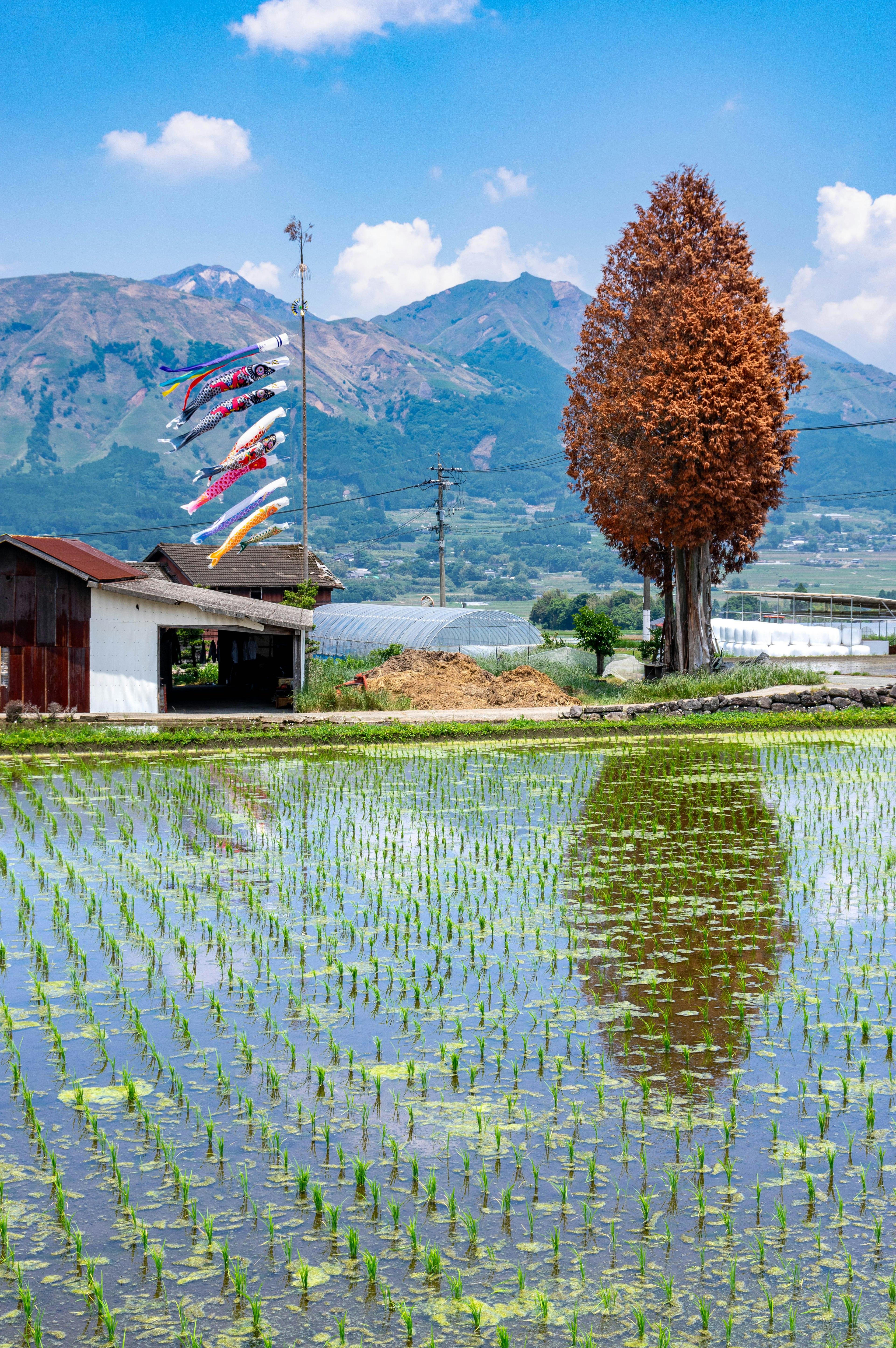 Sawah di bawah langit biru dengan gunung di latar belakang Refleksi pohon merah dan bendera berkibar