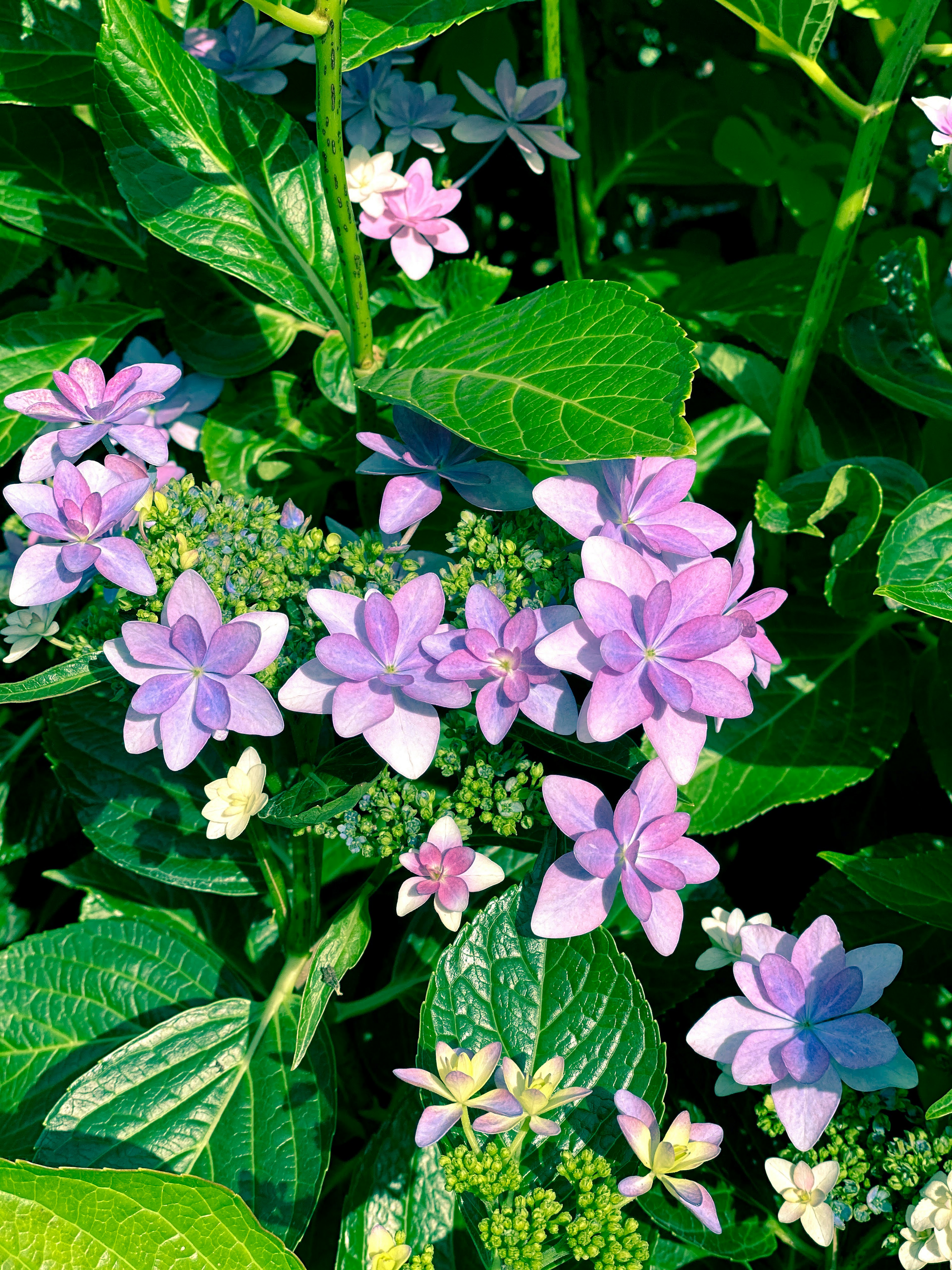 Close-up of beautiful purple flowers and green leaves of hydrangea