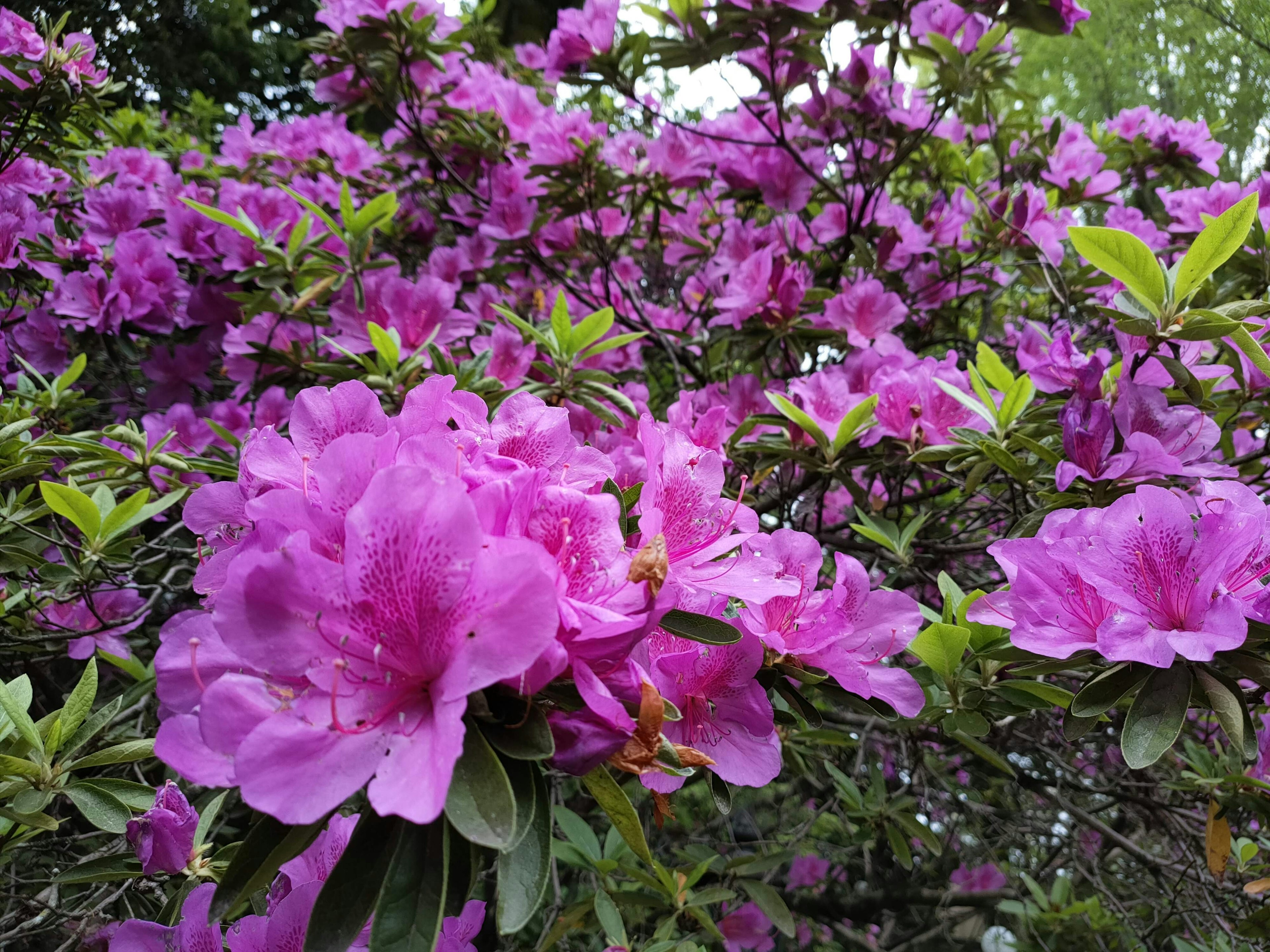 Lebendige rosa Azaleenblüten in voller Blüte