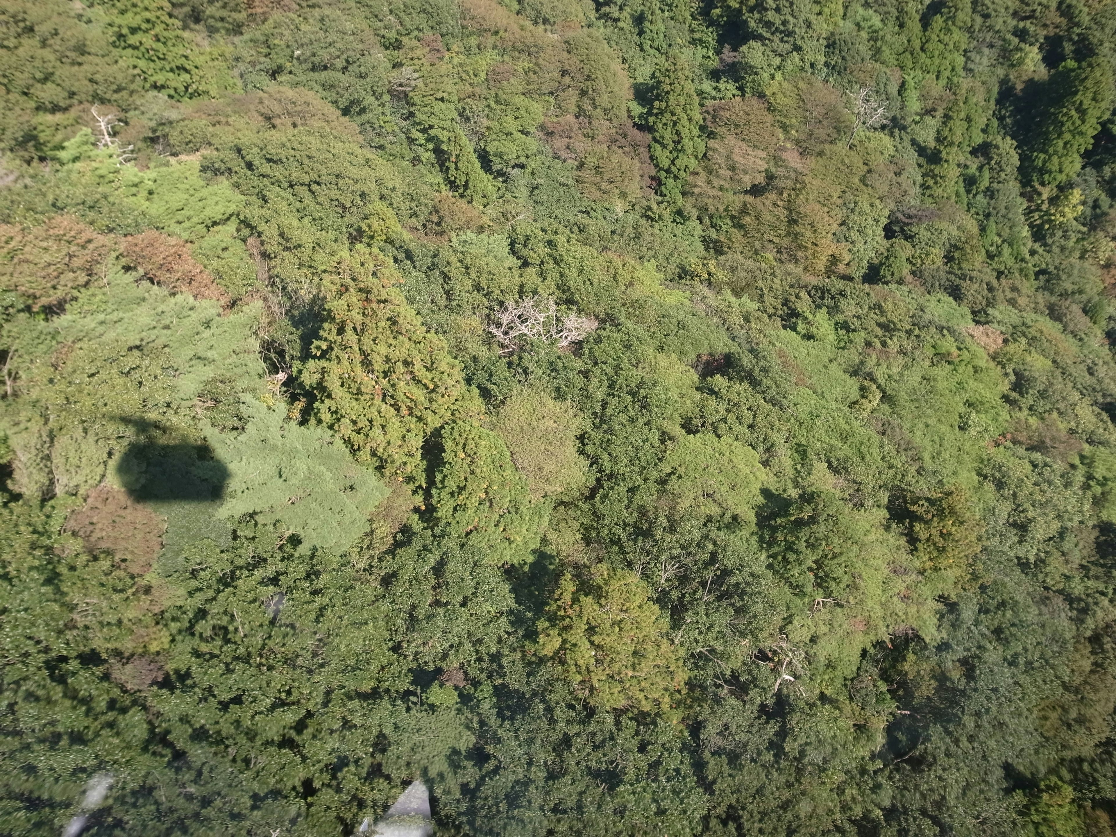 Aerial view of a lush forest showcasing various shades of green foliage