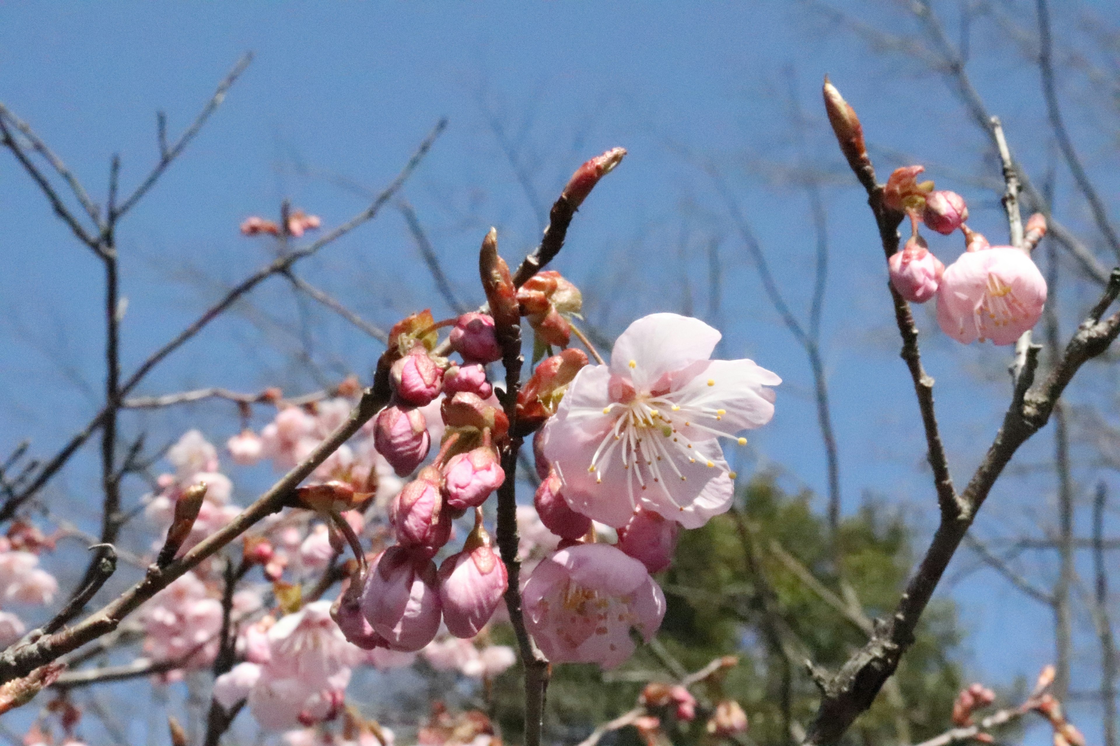 Branches of cherry blossoms blooming against a blue sky