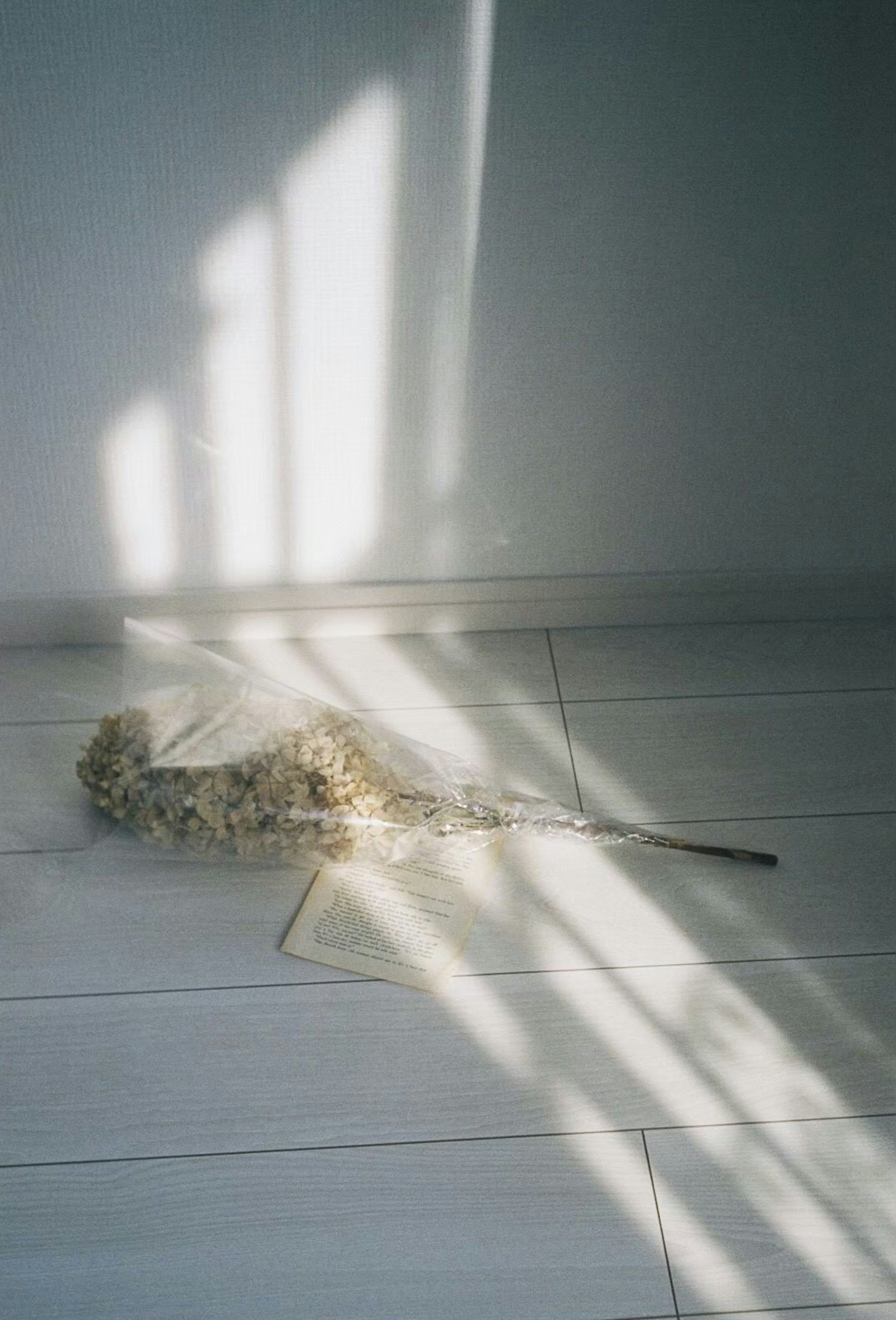 Dried flower resting on the floor with light shadows