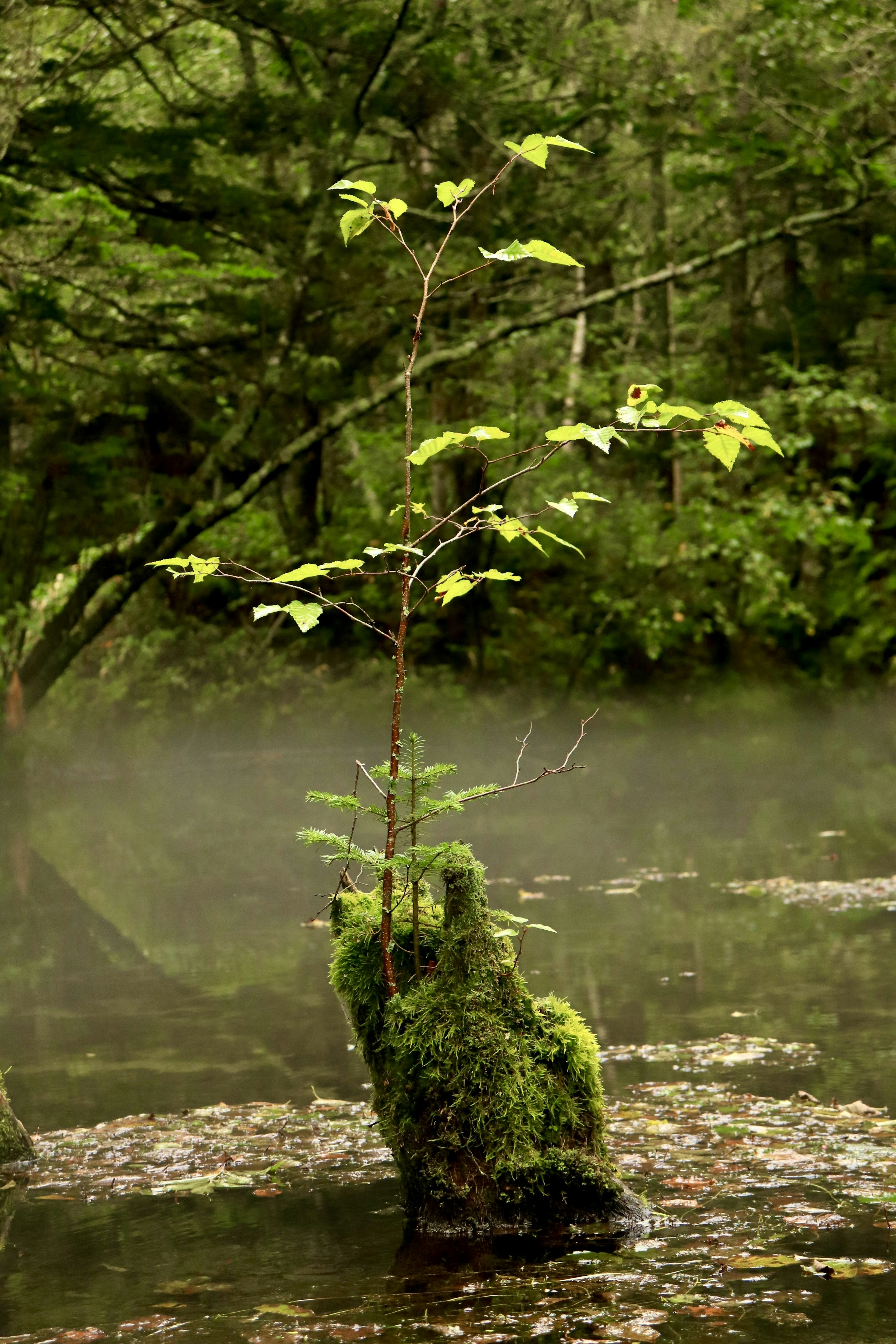 Small tree growing in water with moss-covered base