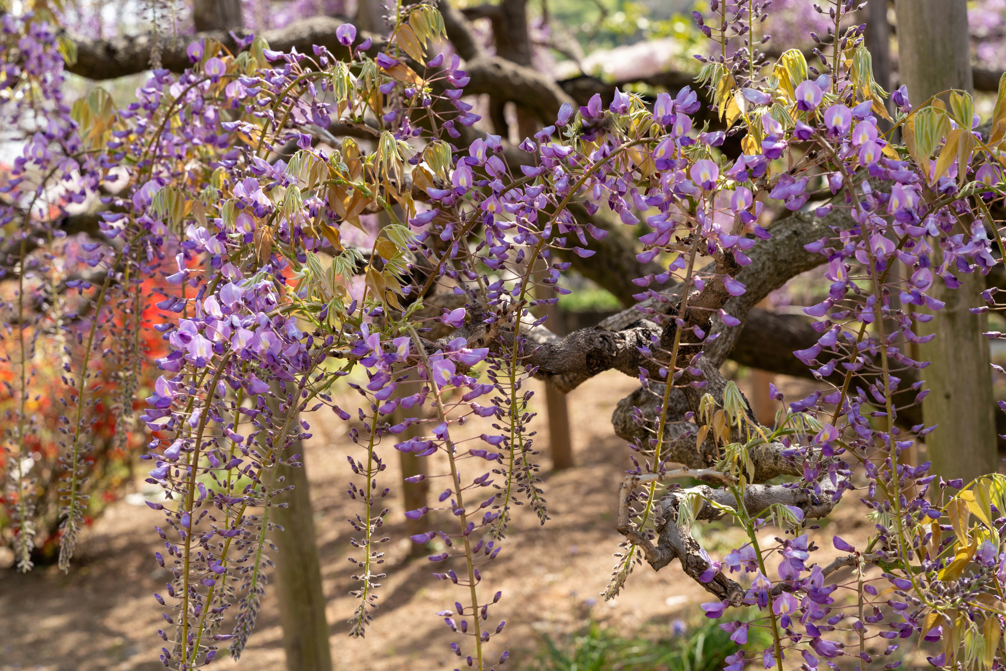 Nahaufnahme von lila Glyzinienblüten an Baumästen