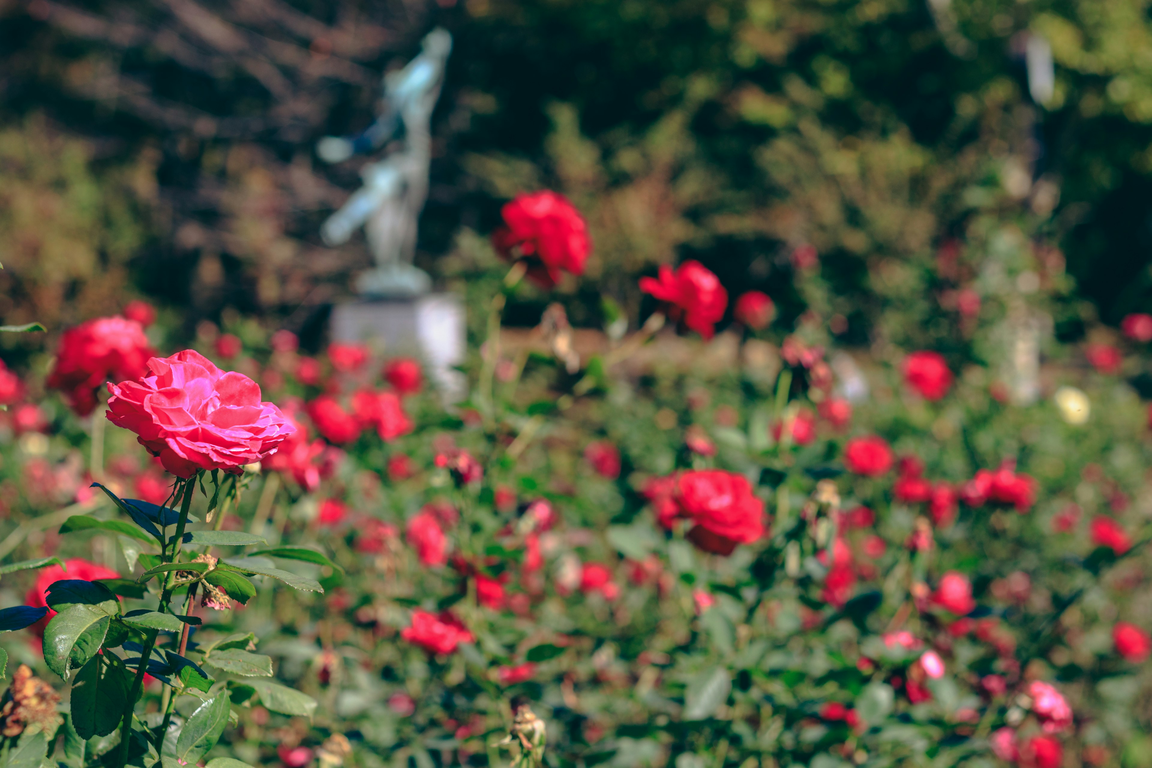 Un jardin de roses avec des roses roses et rouges en fleurs et une statue en arrière-plan