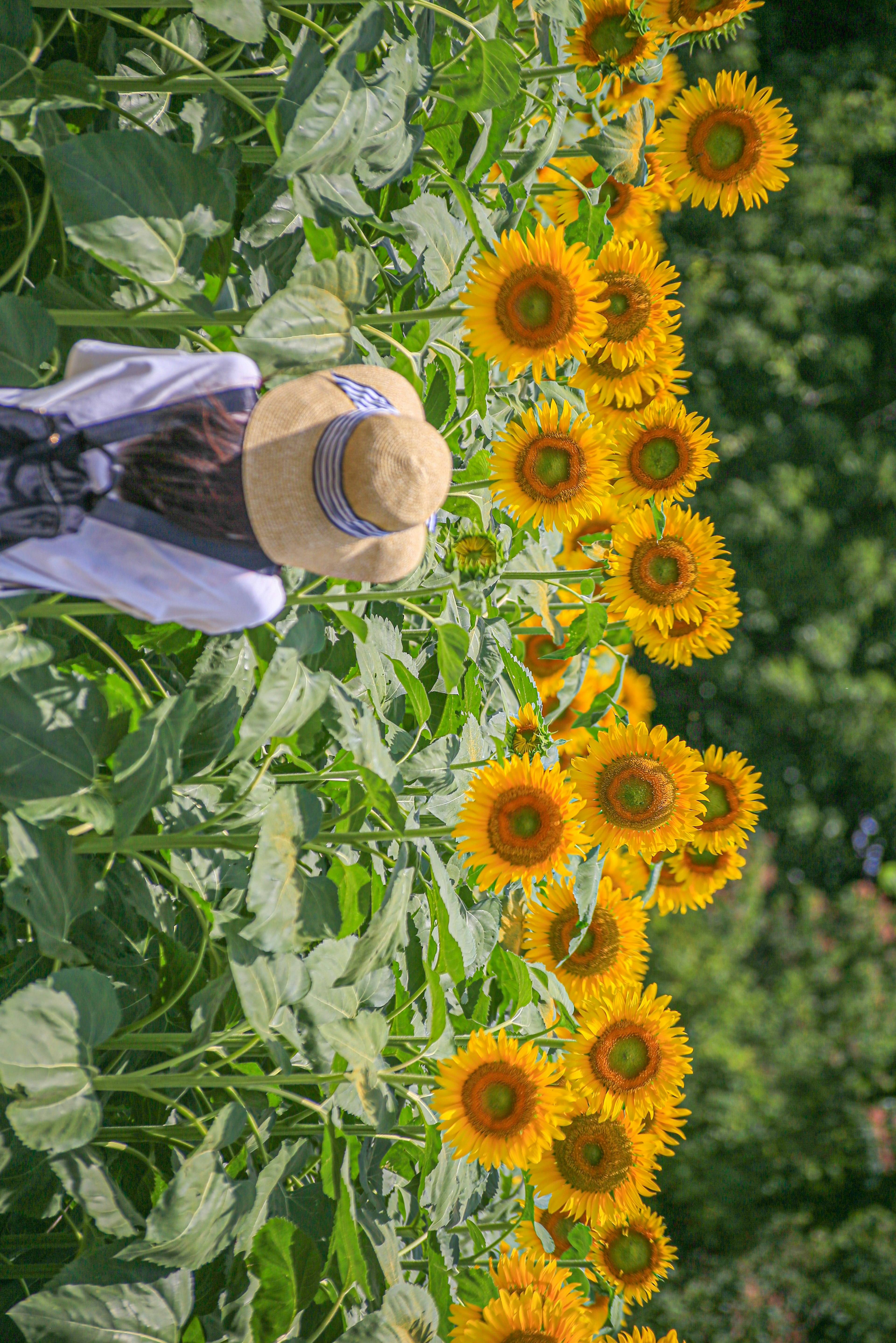 Une femme portant un chapeau marchant dans un champ de tournesols