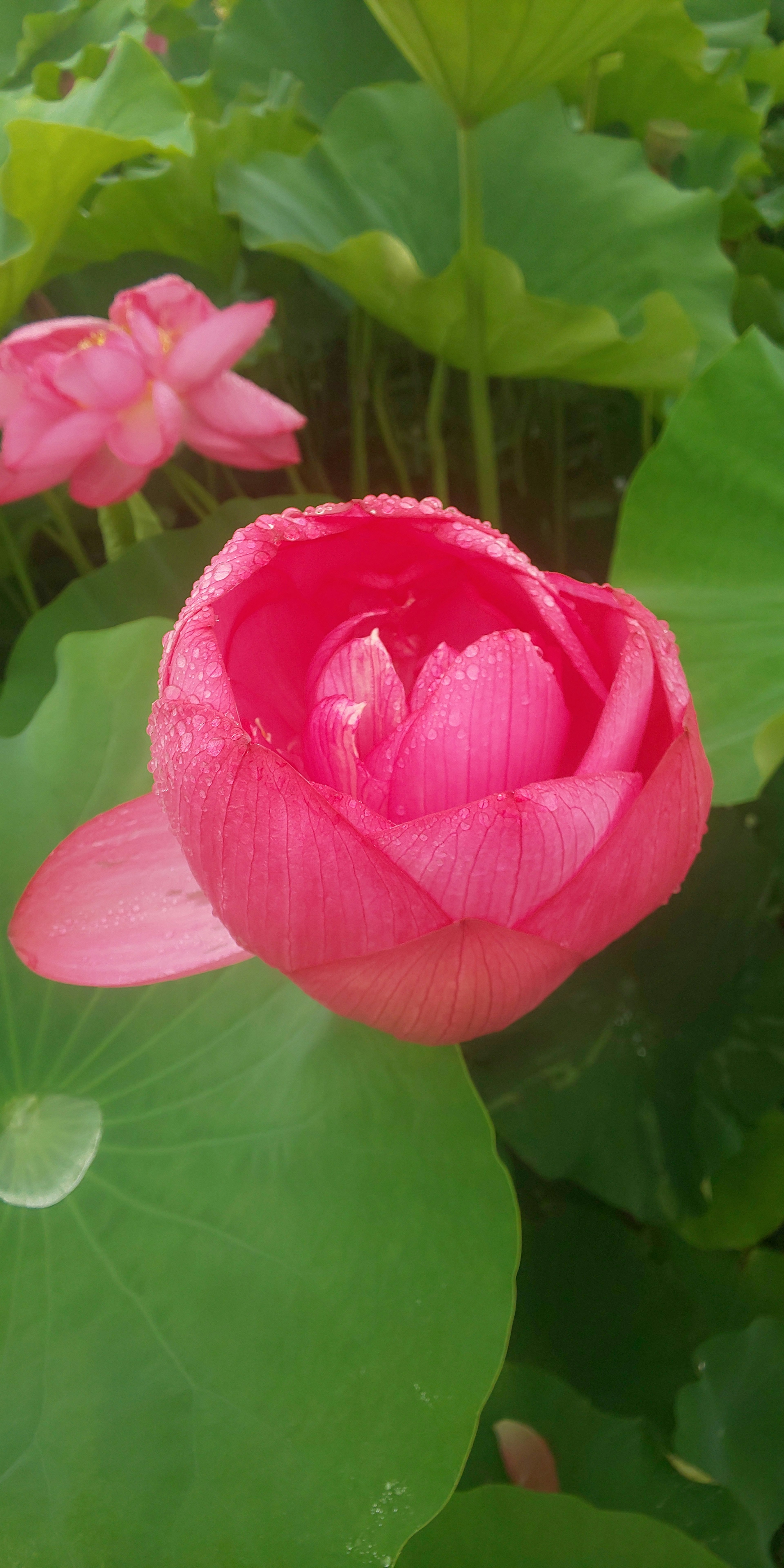 Beautiful pink lotus flower with green leaves