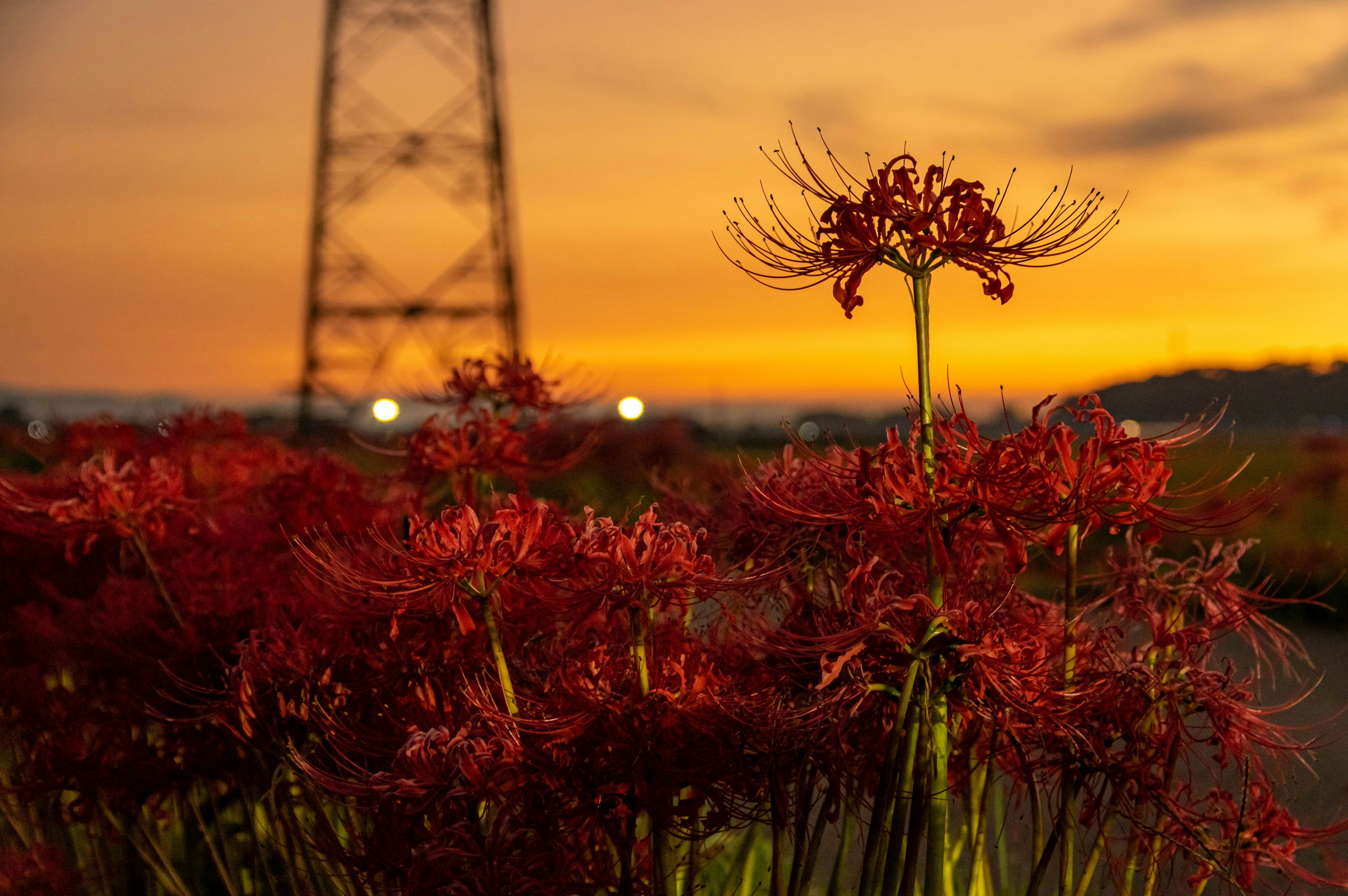 Red spider lilies in front of a sunset sky and power lines