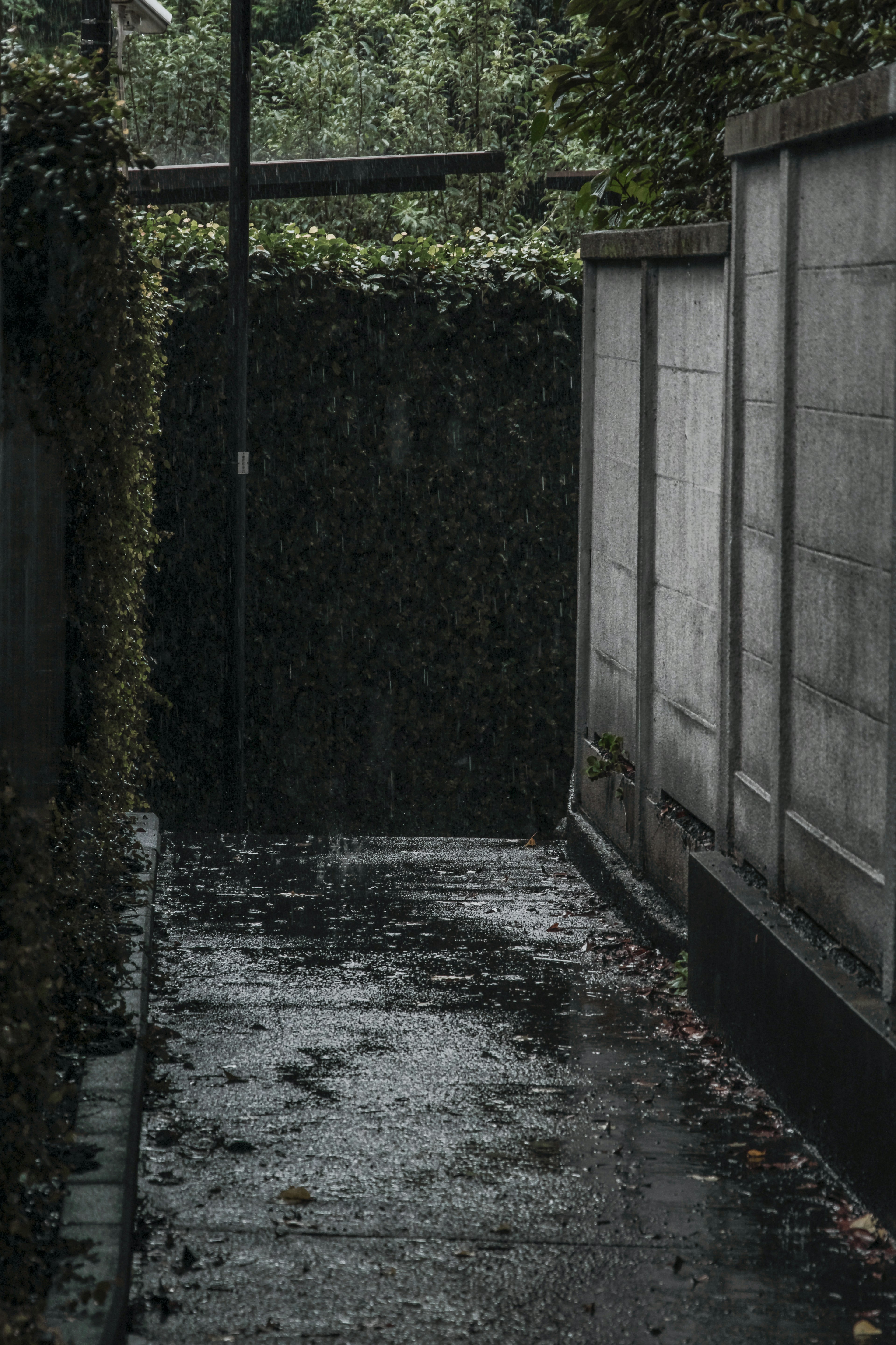 Narrow path covered in green vines and wet from rain