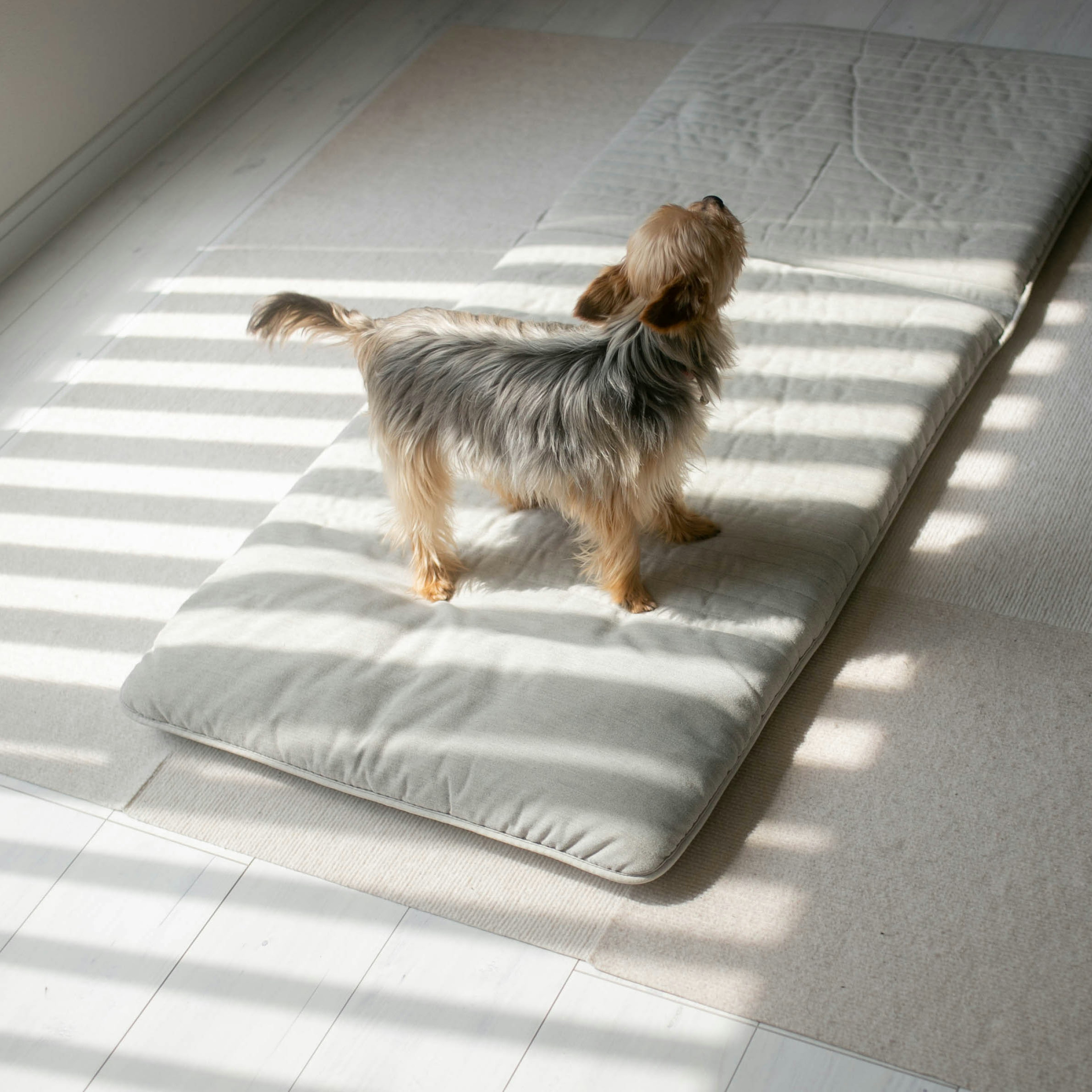 Kleiner Hund steht auf einem Bett mit gestreiften Schatten