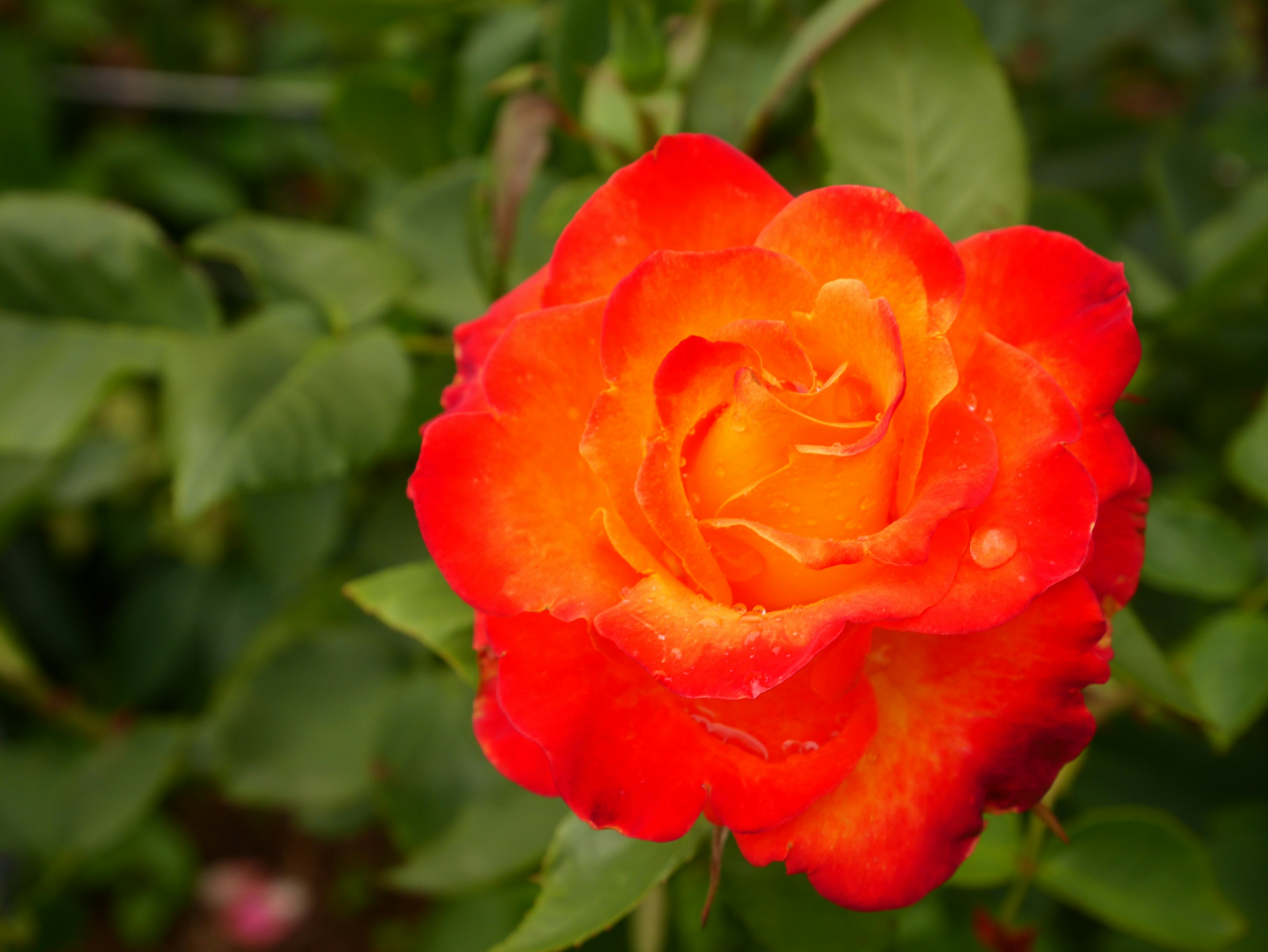 Vibrant orange and red rose flower blooming among green leaves