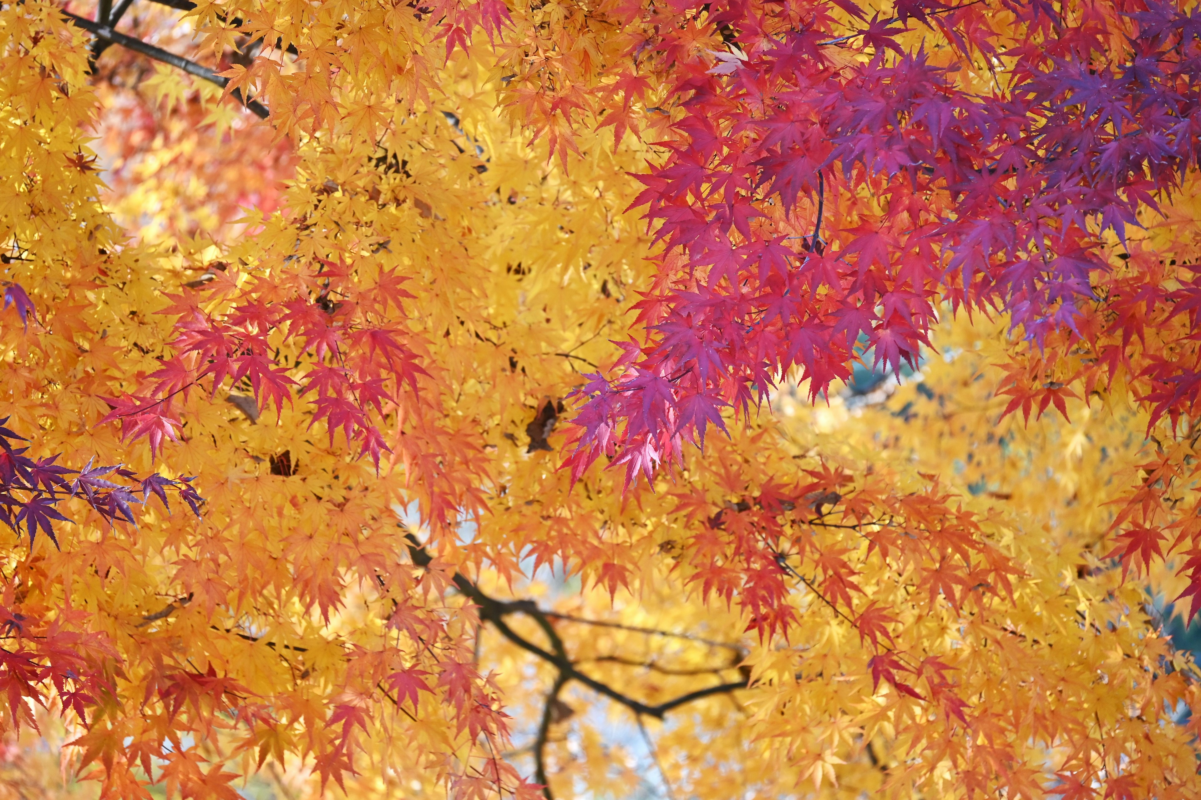 Hojas rojas y naranjas vibrantes superpuestas en una escena de otoño