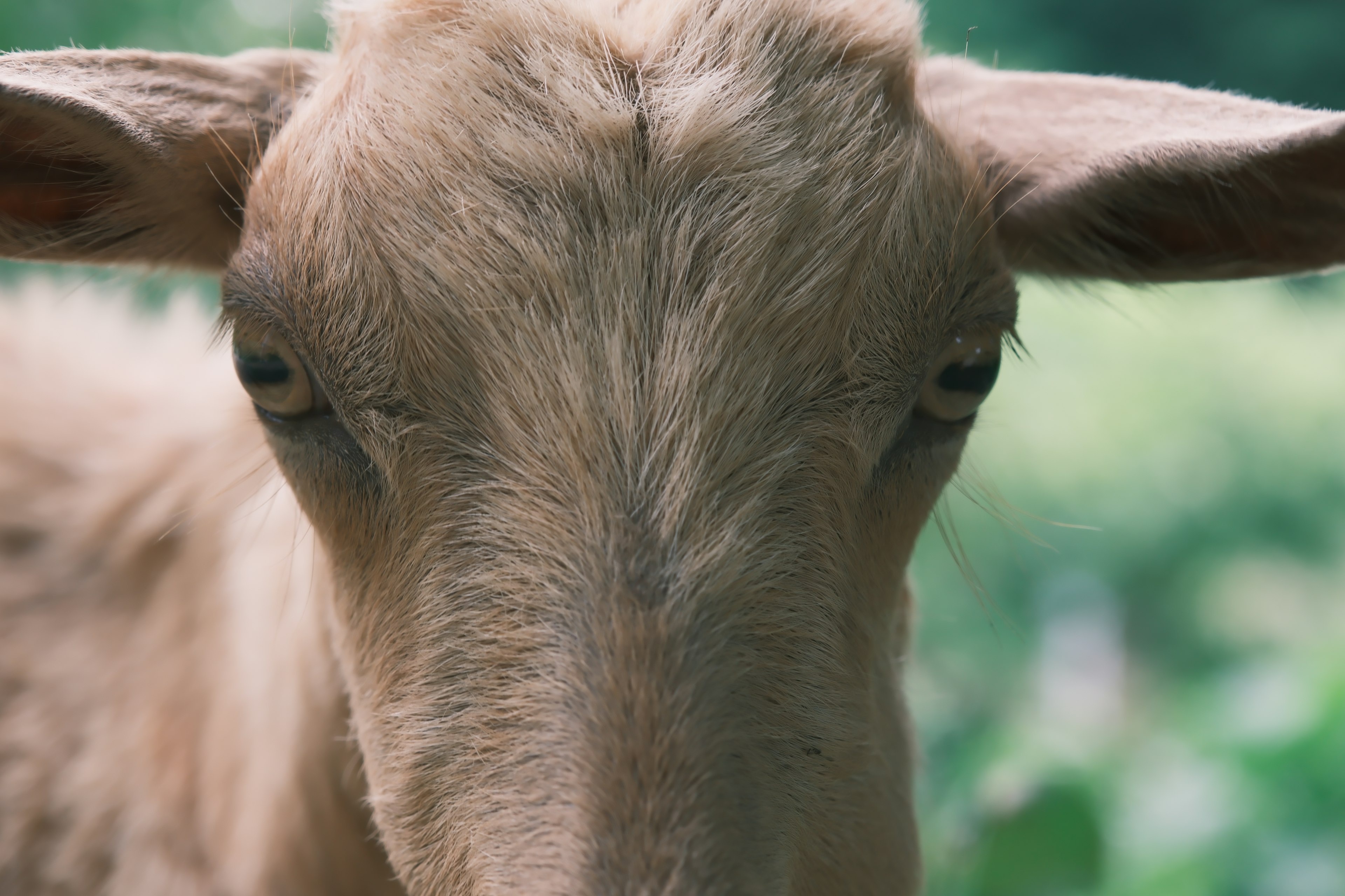 Close-up of a sheep's face with soft fur and calm eyes