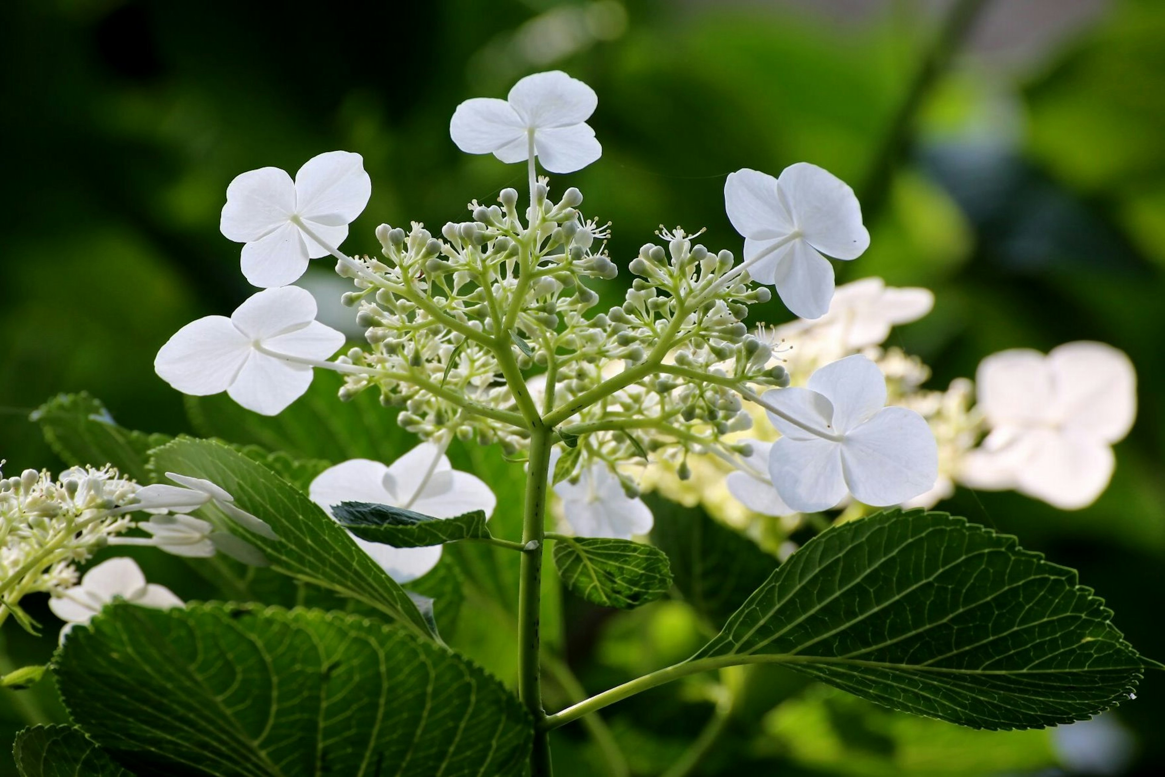 Primo piano di fiori bianchi di ortensia con foglie verdi