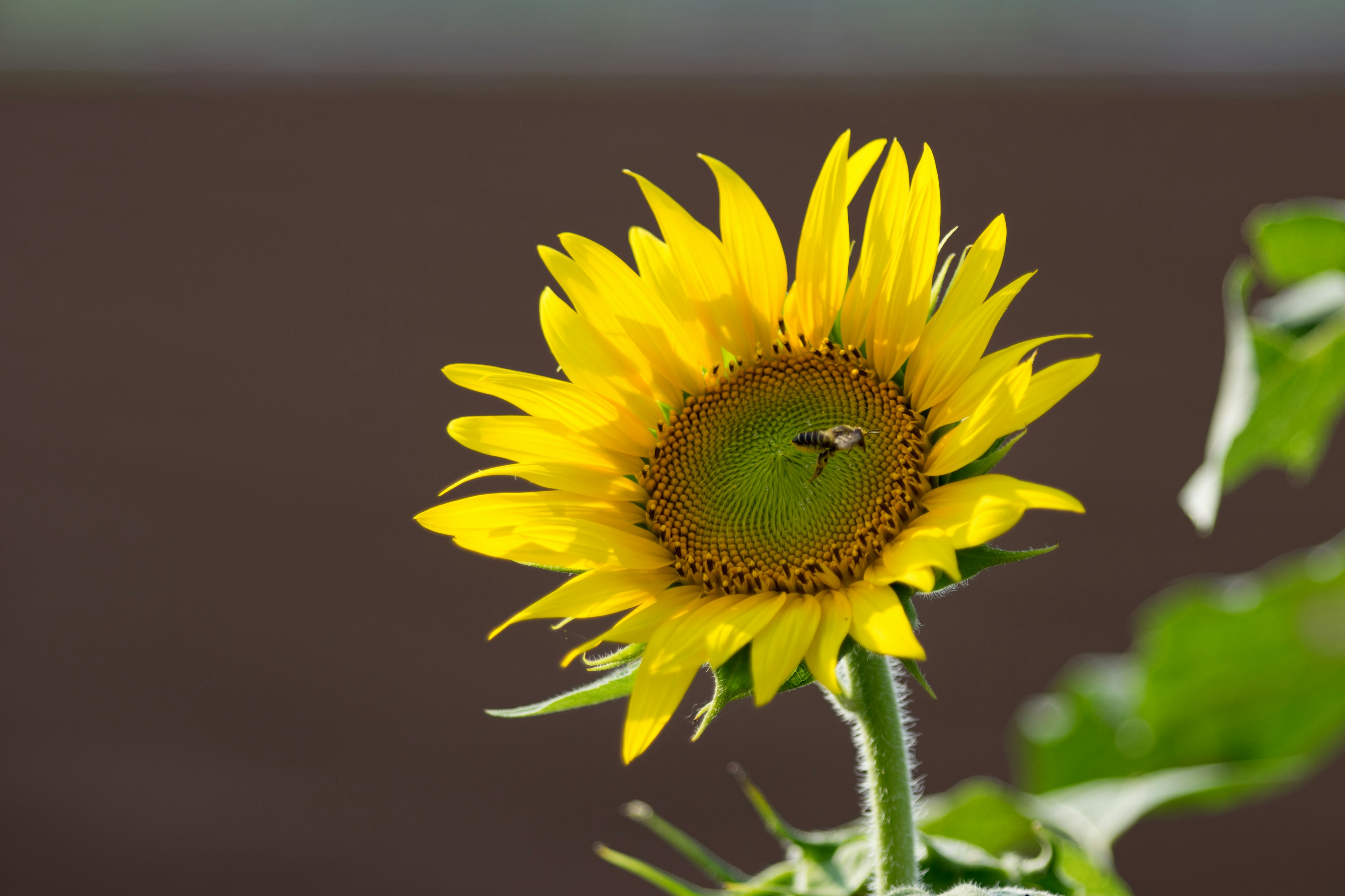 Eine leuchtend gelbe Sonnenblume in Blüte