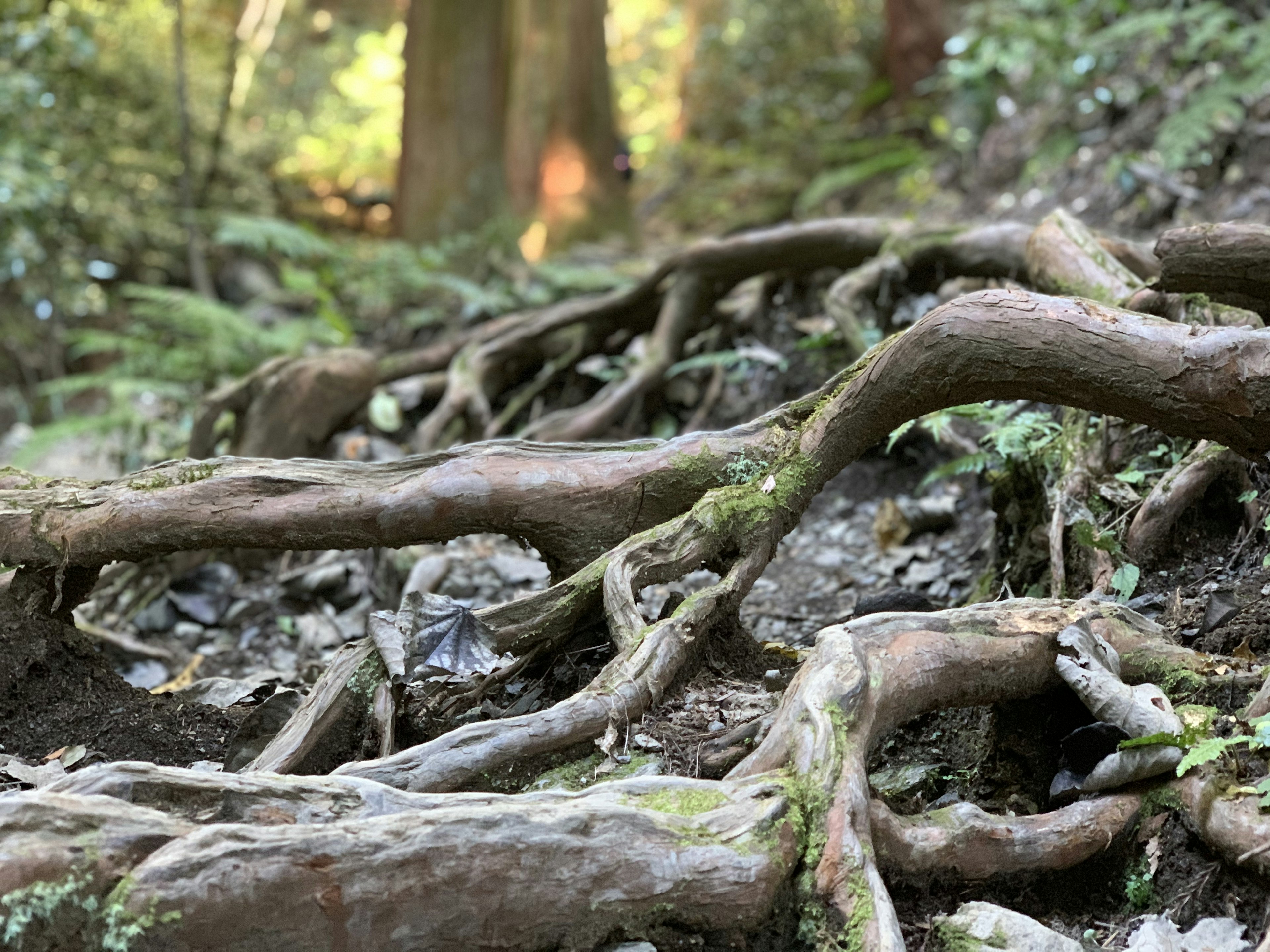 森の中の根が地面に広がっている様子