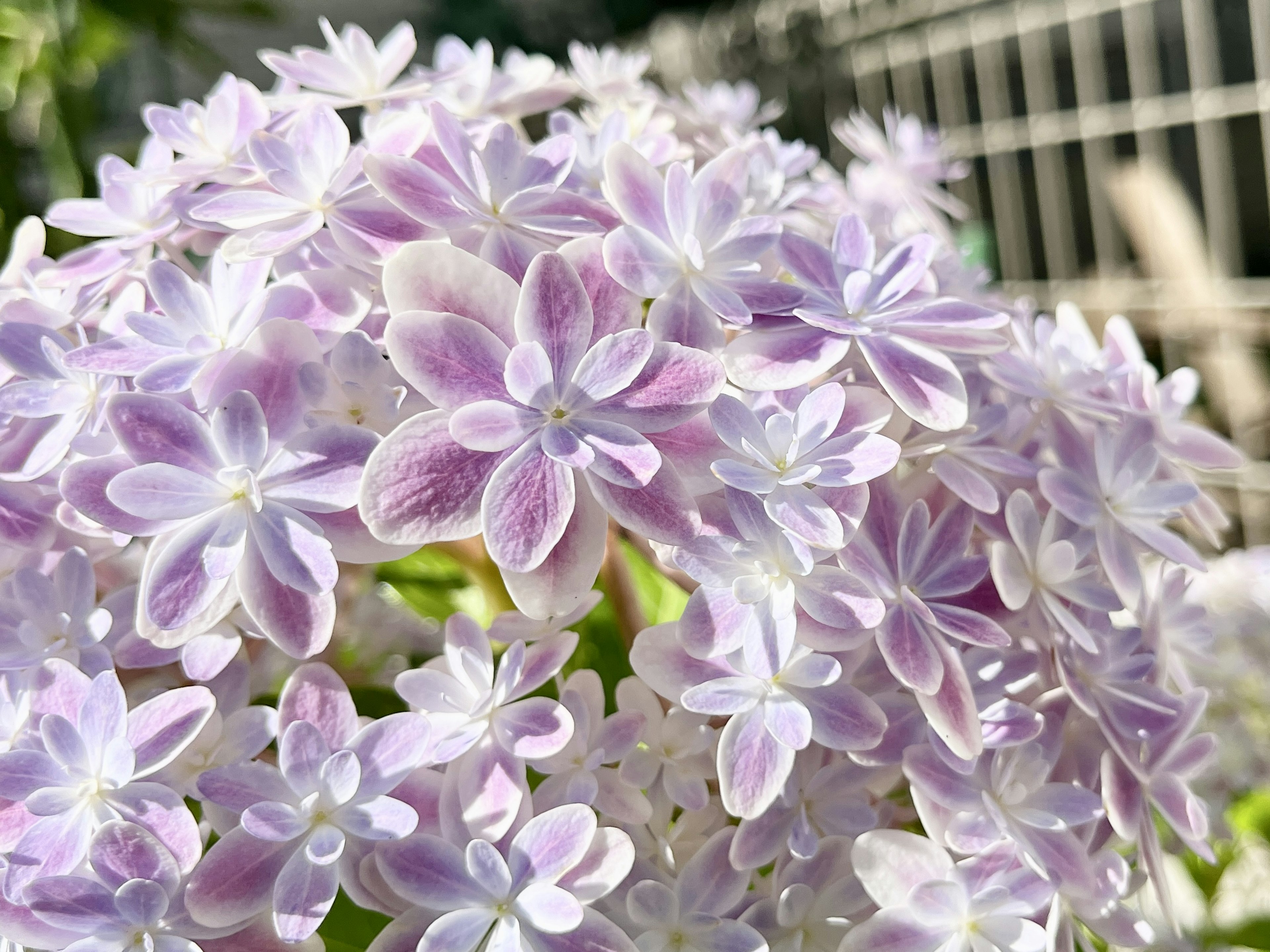 薄紫色の花が集まって咲いている様子