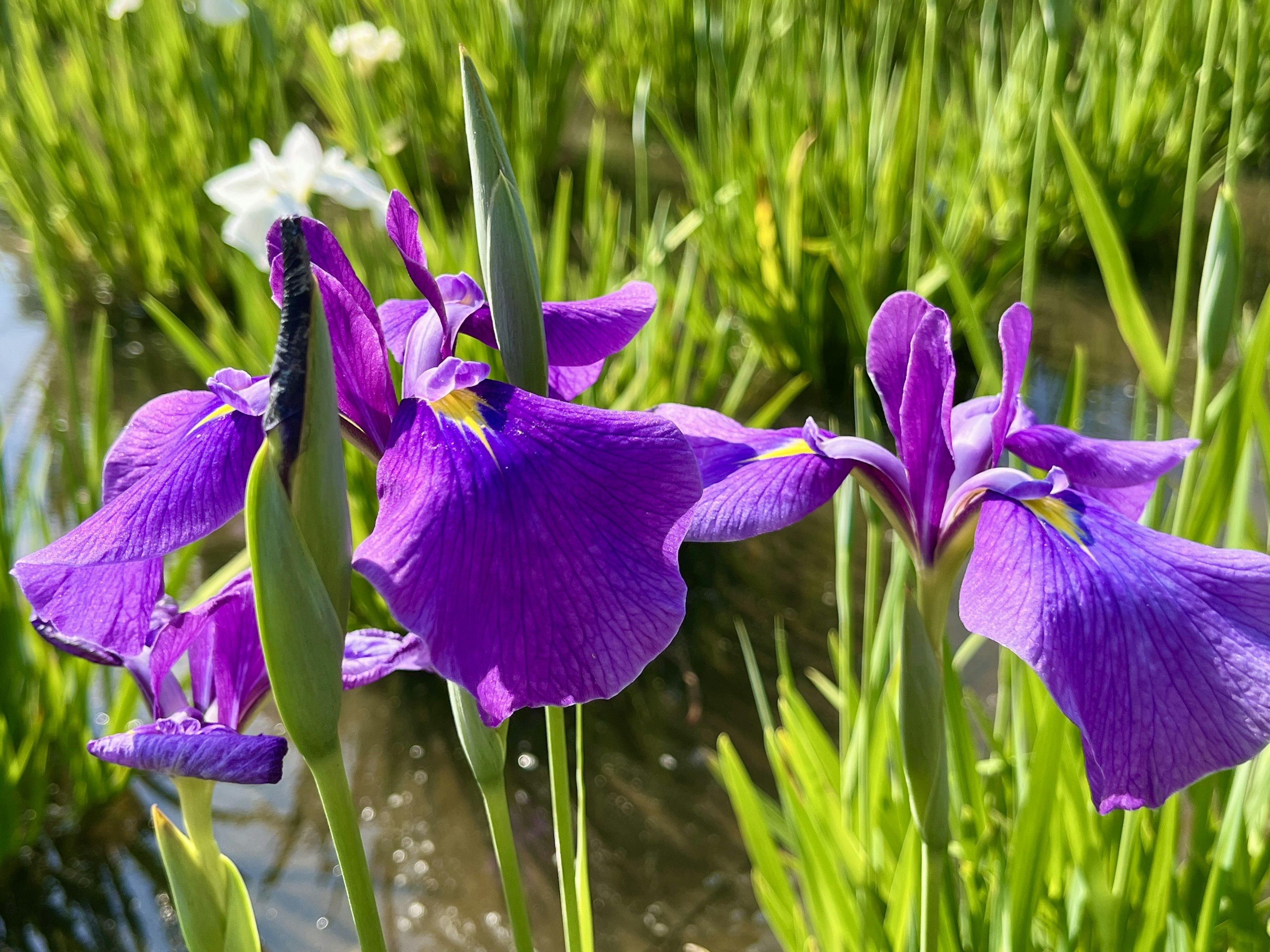 Flores moradas floreciendo junto al agua