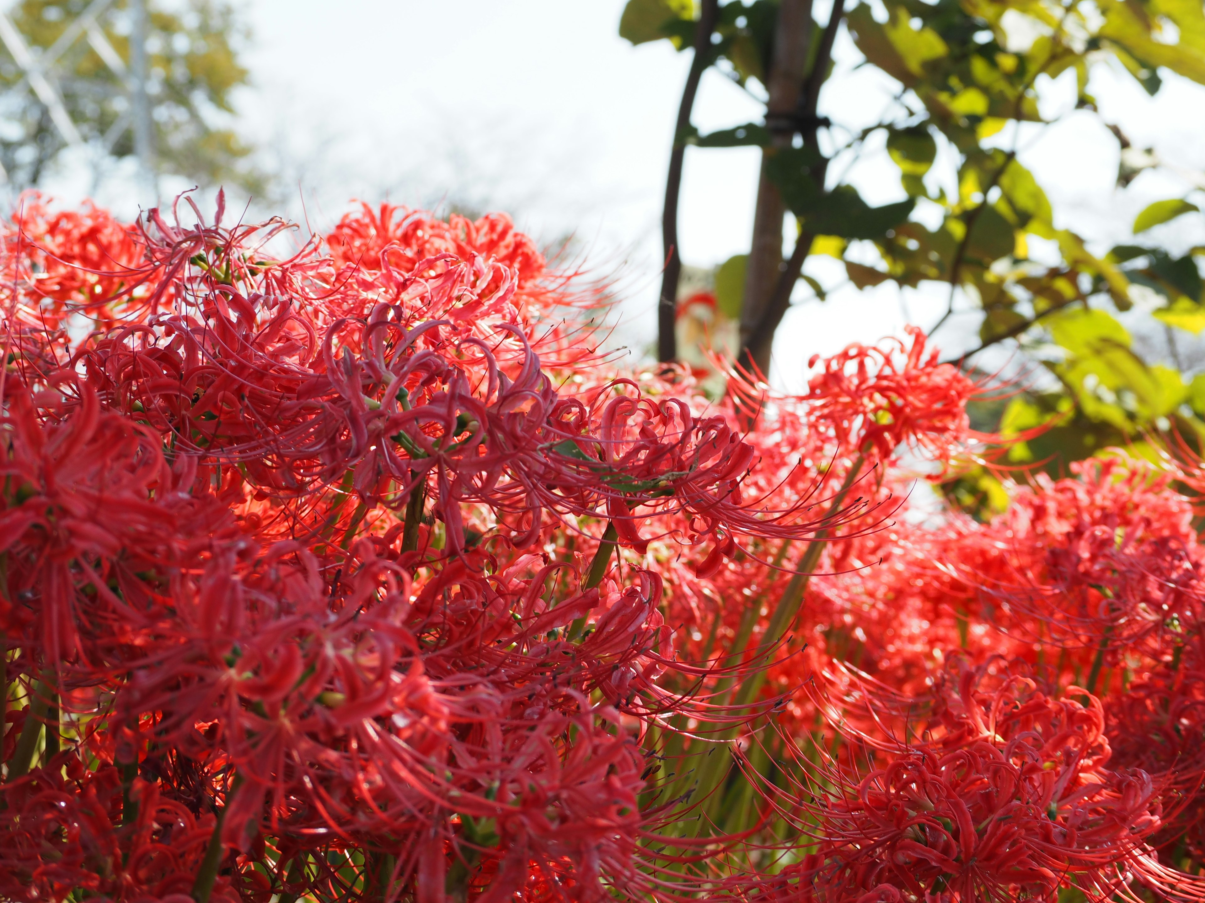 Lebendige rote Spinnenlilien blühen in einem Garten