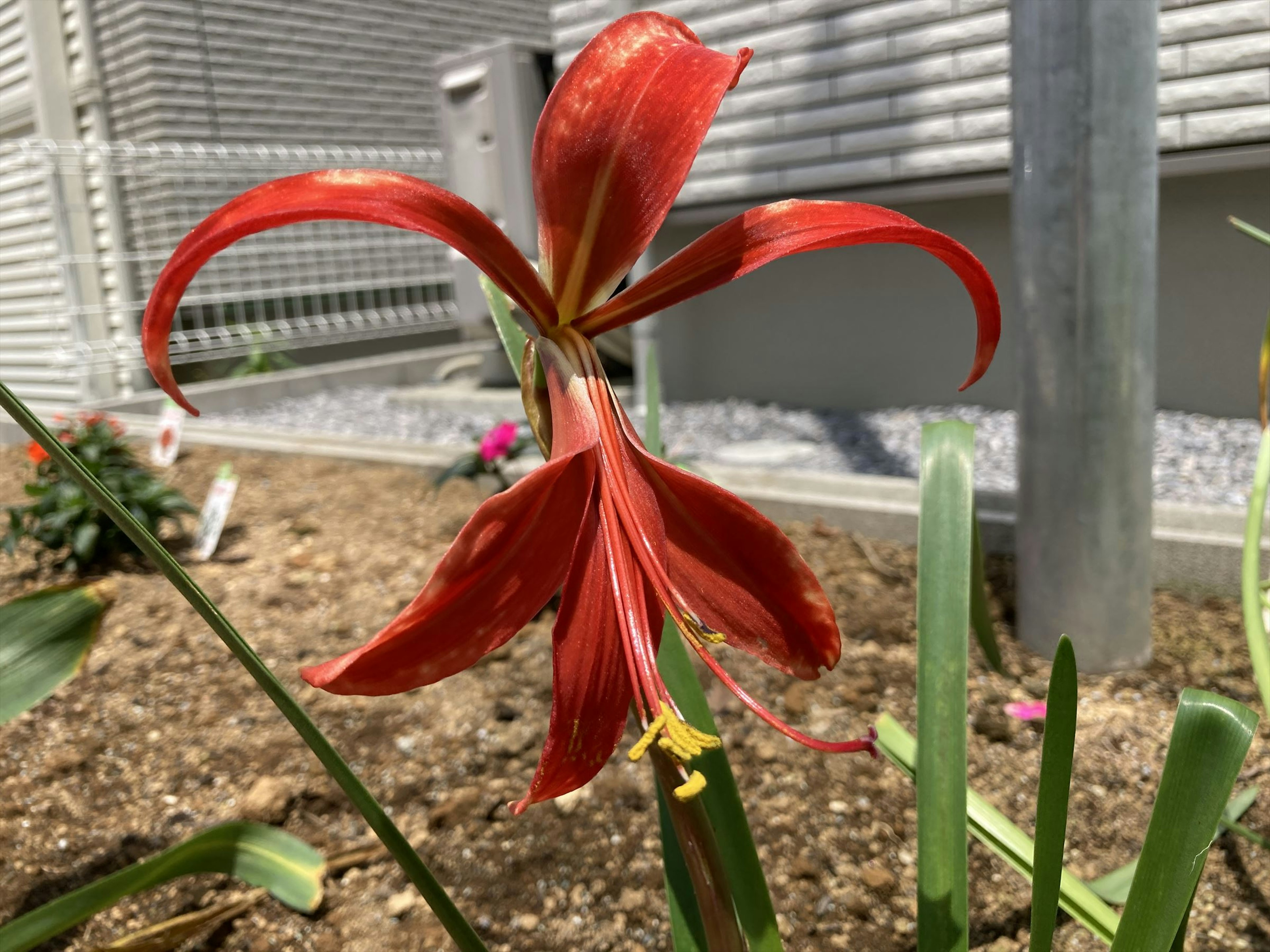 赤い花びらを持つユニークな花のクローズアップ周囲には緑の葉が見える