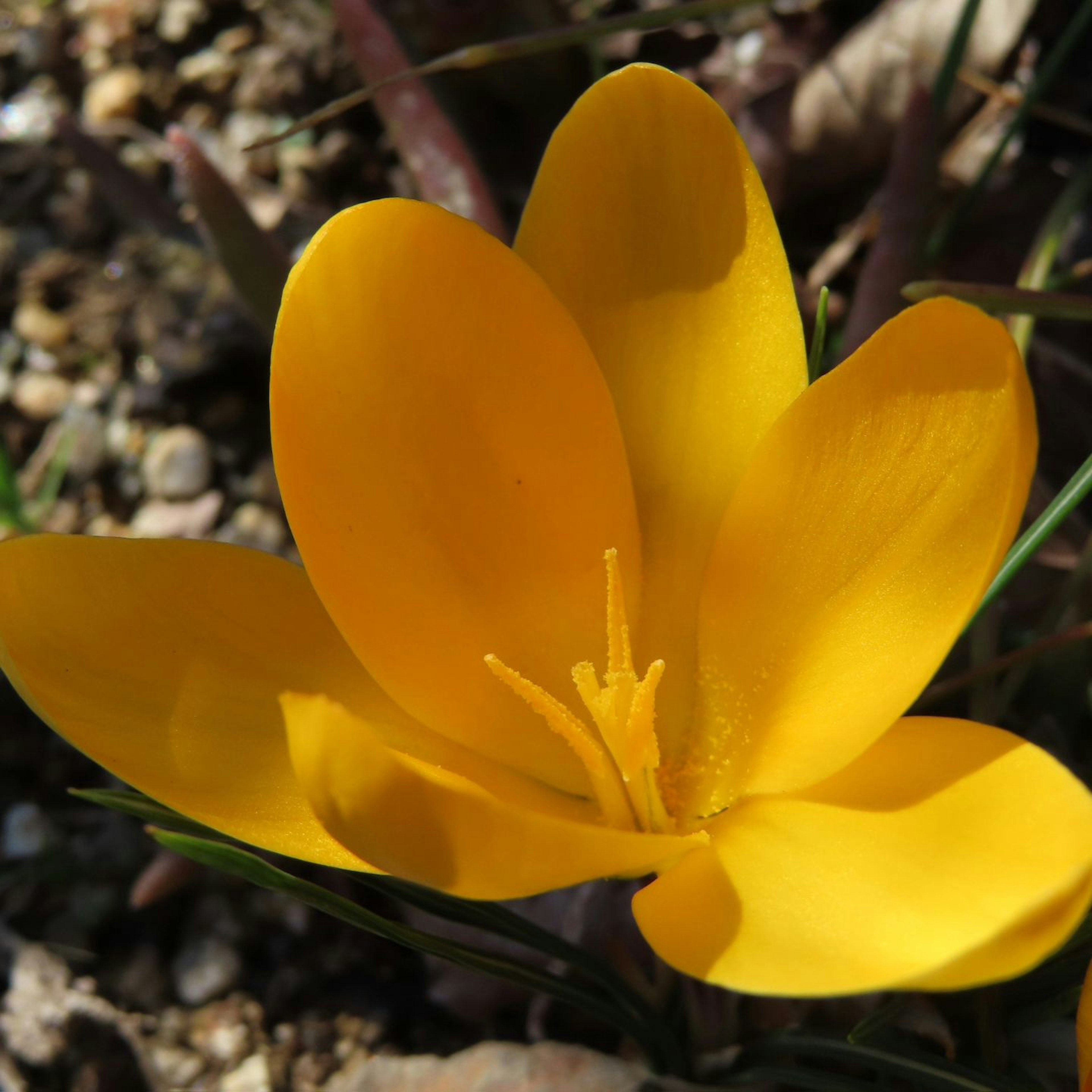 Flor de crocus amarillo vibrante iluminada por la luz del sol