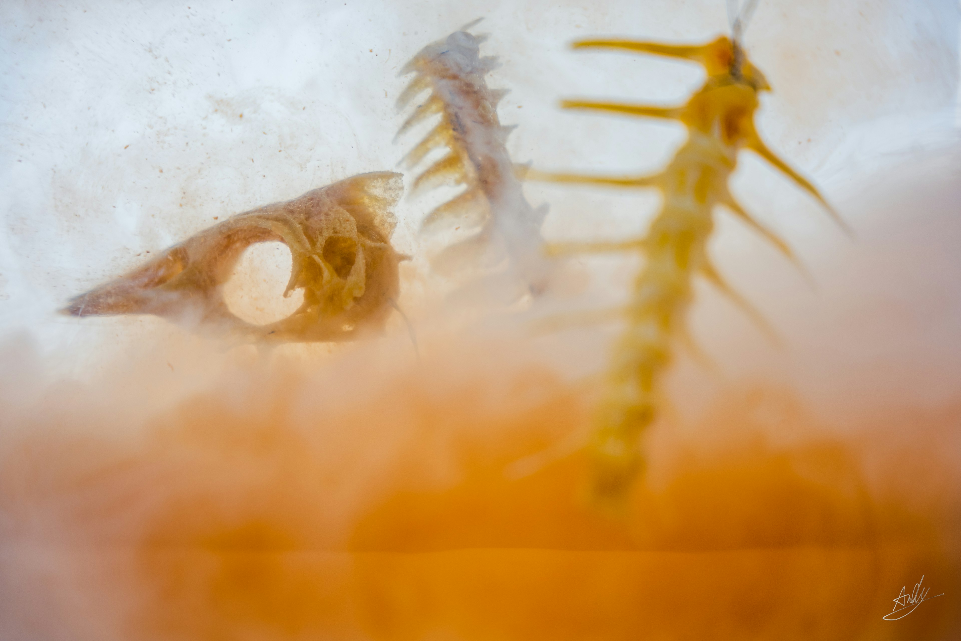 魚の骨と頭蓋骨がオレンジ色の背景でぼやけている様子