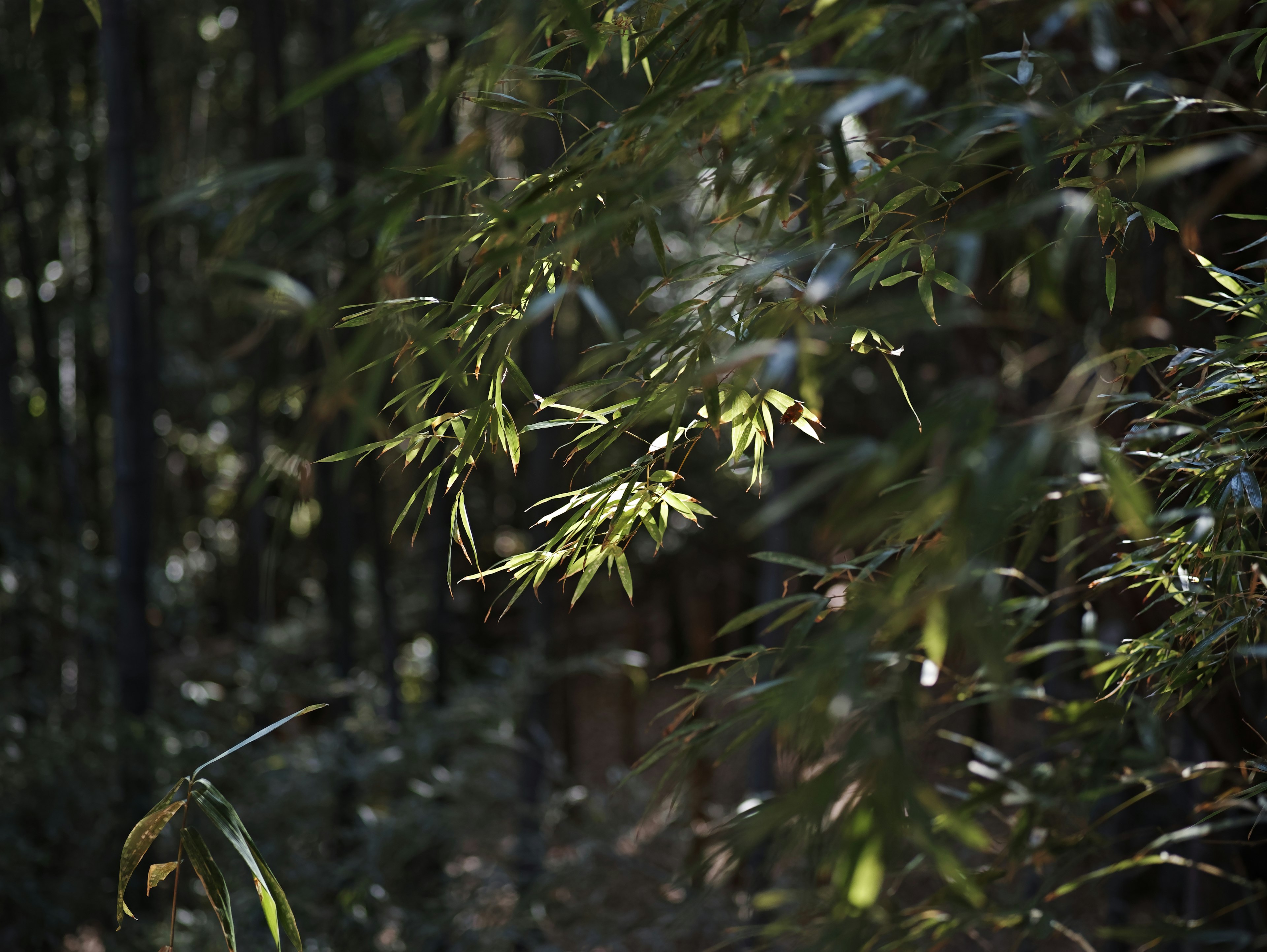 A tranquil scene of bamboo leaves swaying in the wind