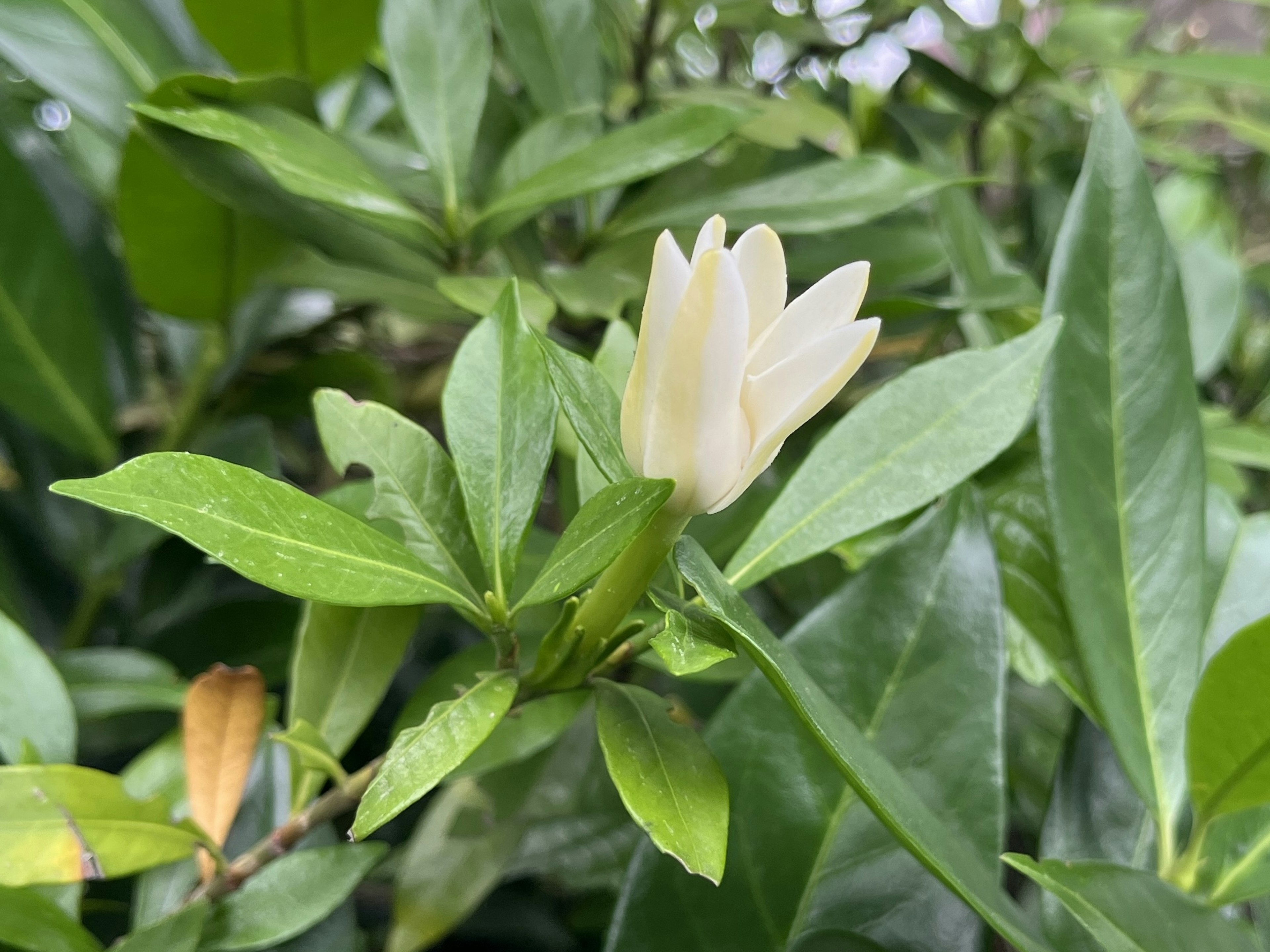 Nahaufnahme einer weißen Blume mit grünen Blättern