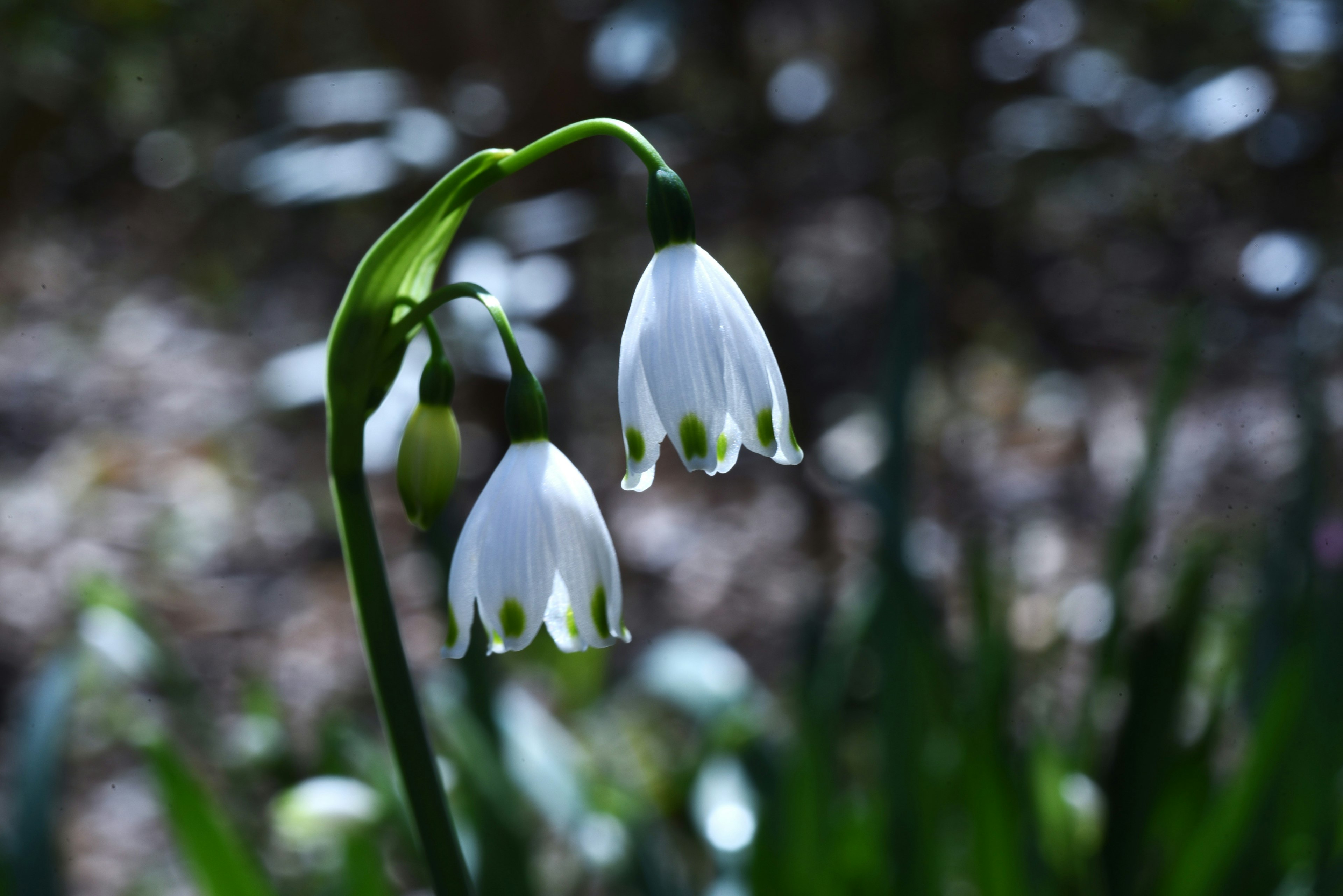 Two snowdrop flowers with white petals and green tips in a natural setting