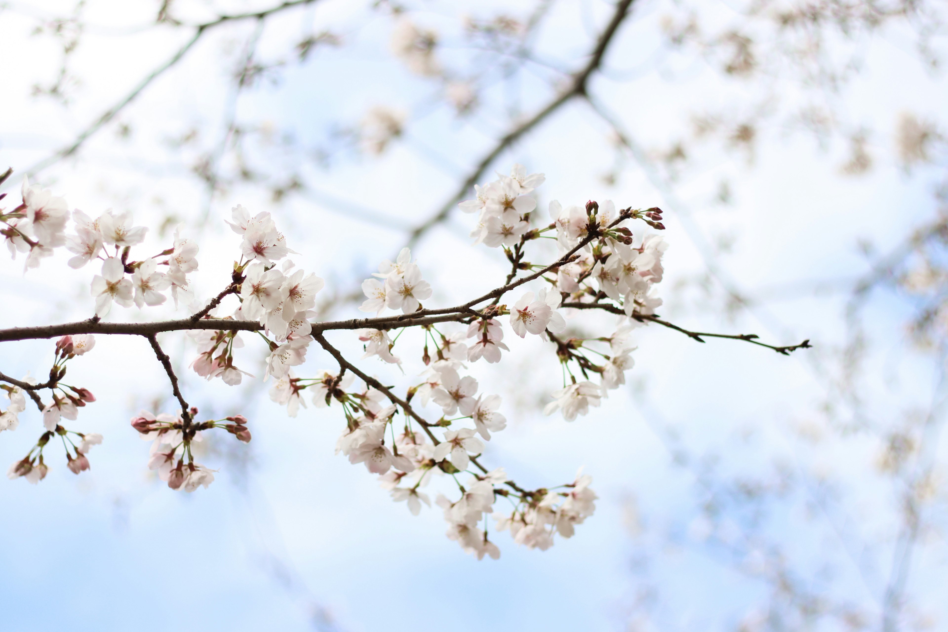 Cherry blossom branches with blooming flowers against a blue sky