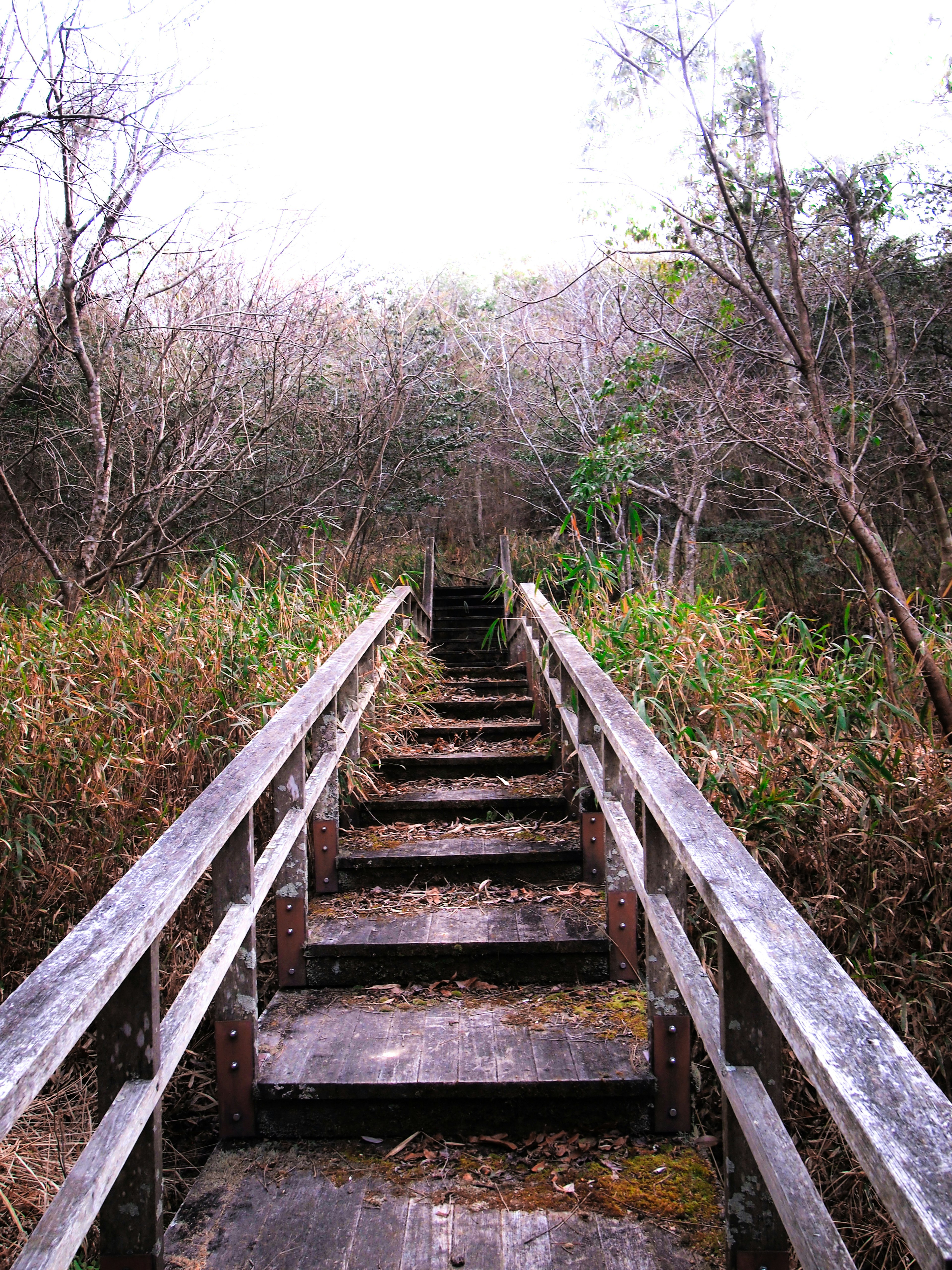 Holzstufen, die durch Grün und Bäume führen