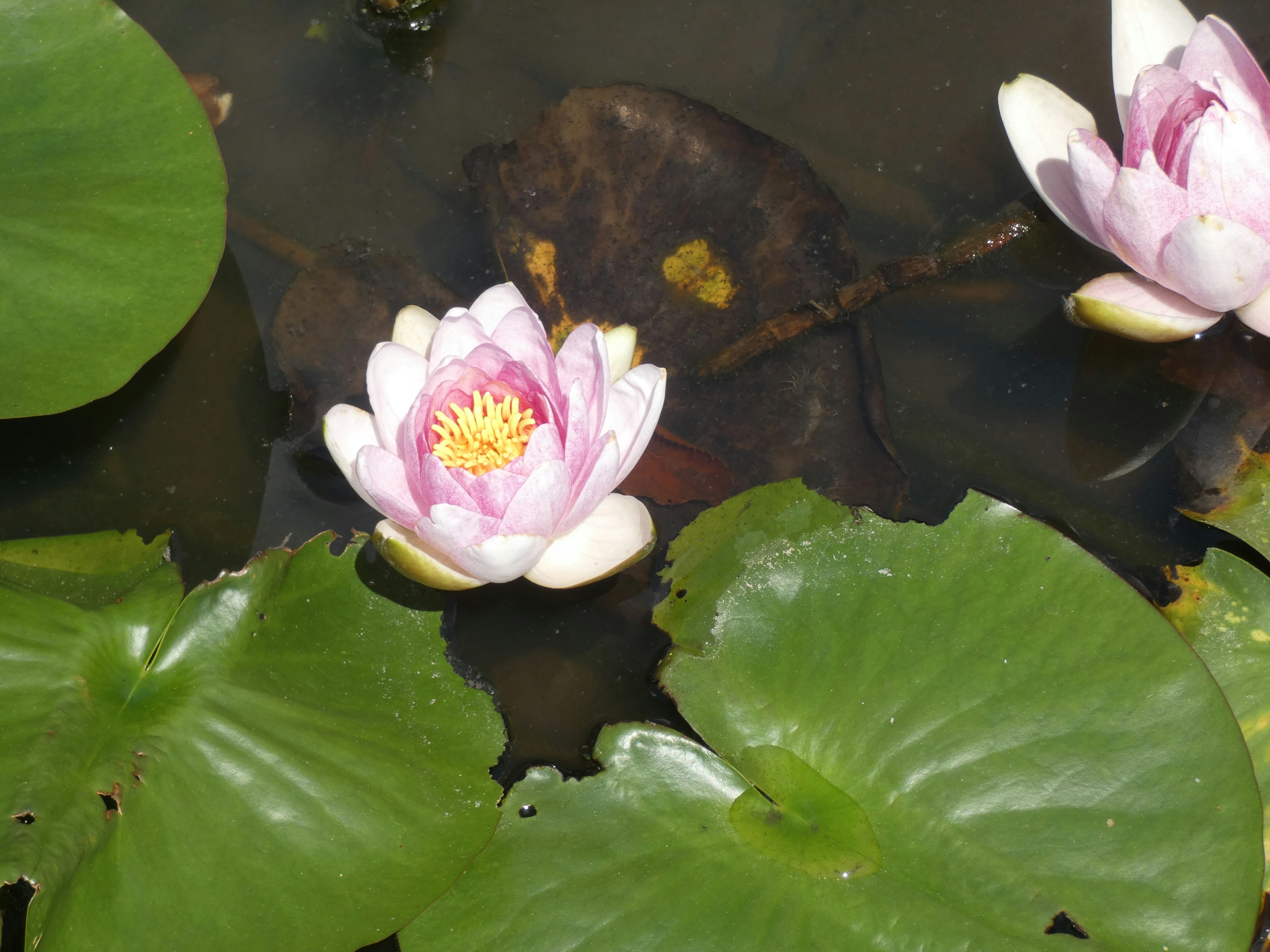 Pink water lilies floating on the surface of a pond with green leaves