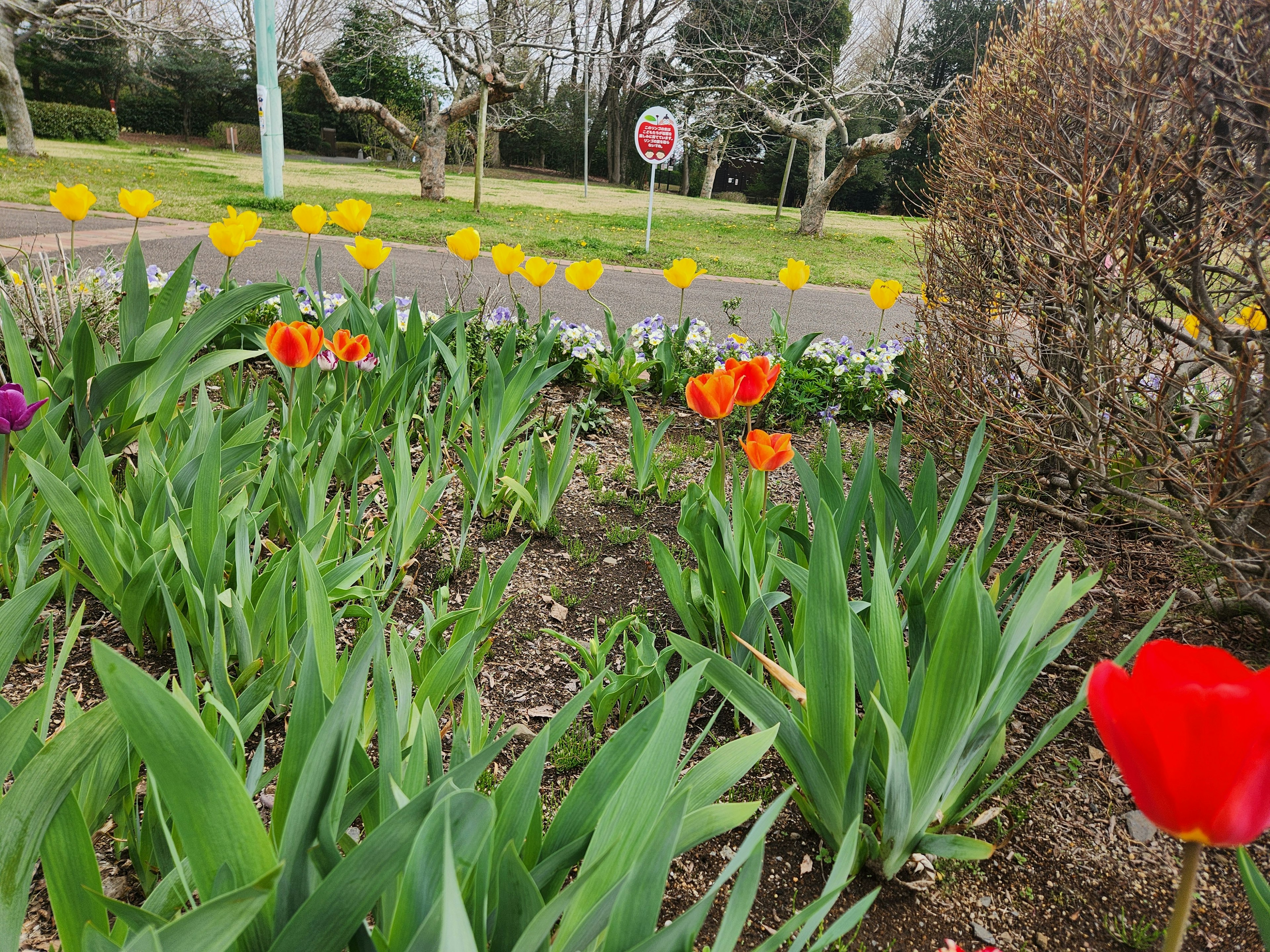 Bunte Tulpen blühen in einem Blumenbeet mit einem Stoppschild im Hintergrund