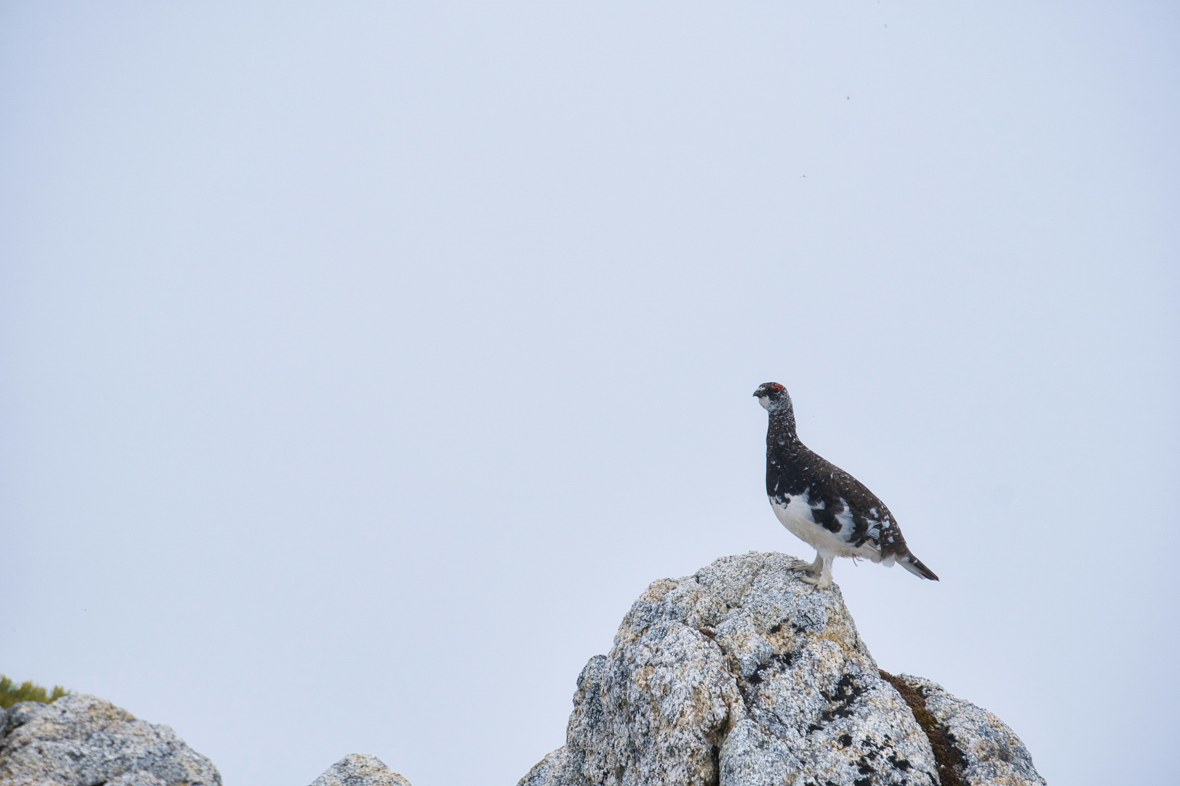 Un uccello con piumaggio bianco e nero in piedi su una roccia