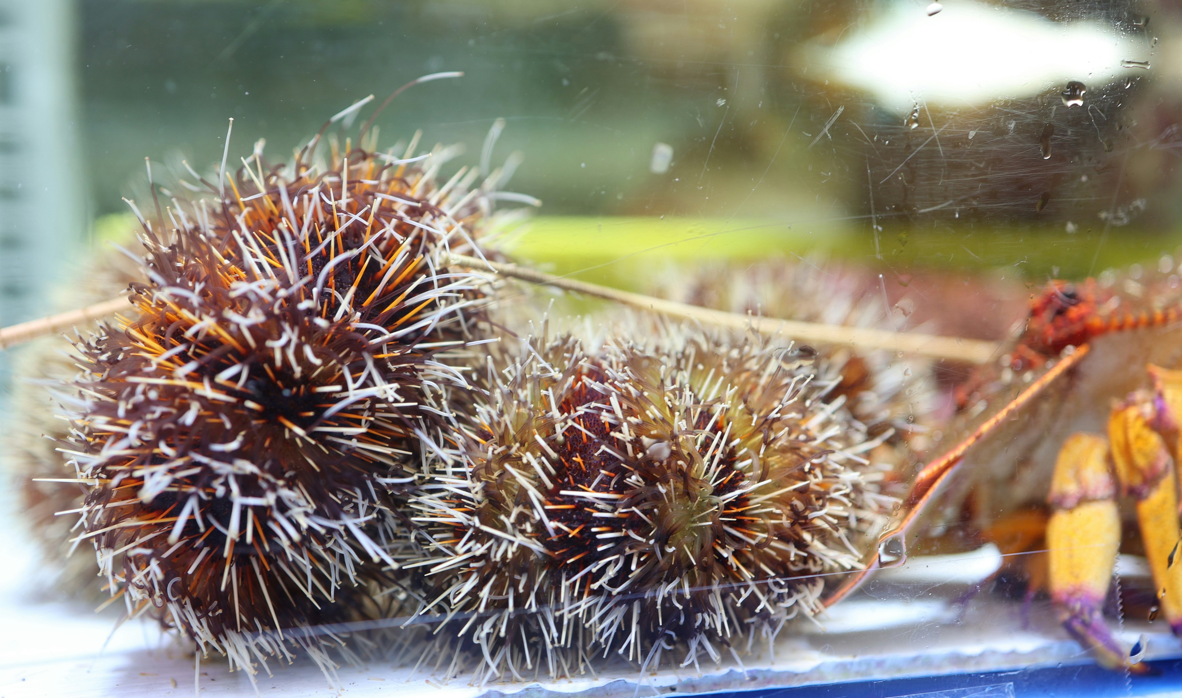 Grupo de frutas marrones espinosas en un acuario