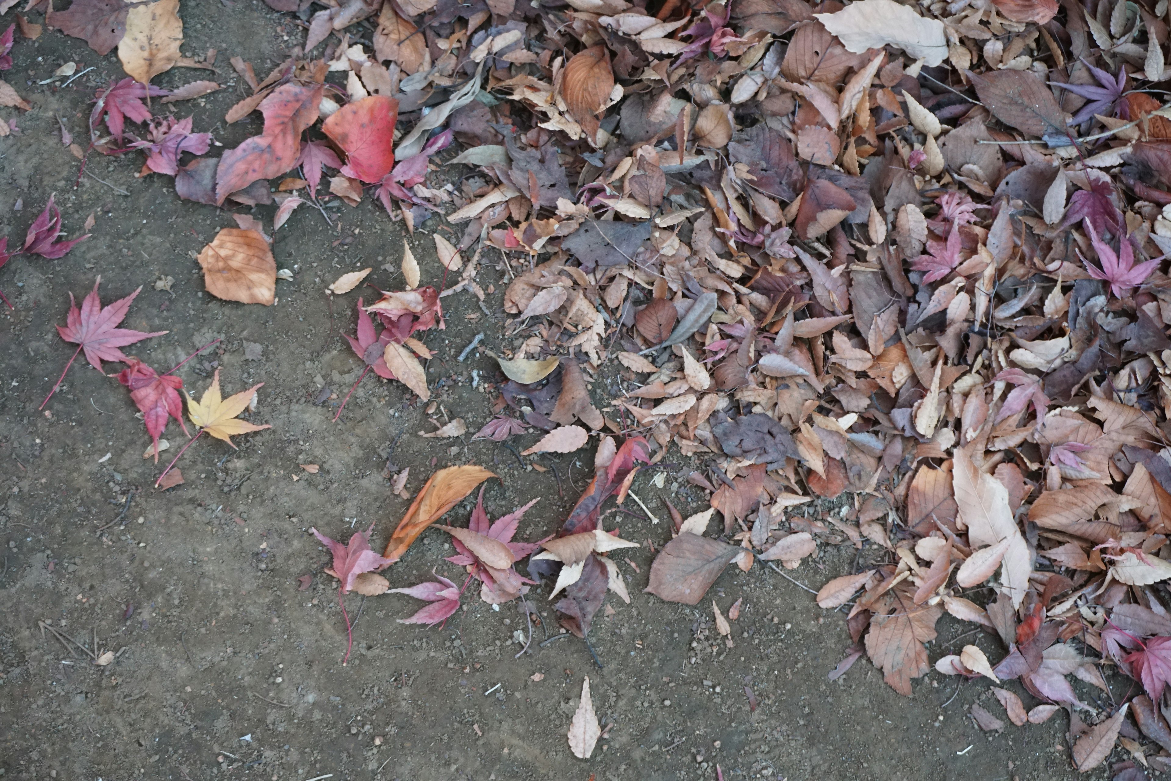 Feuilles colorées tombées éparpillées sur le sol