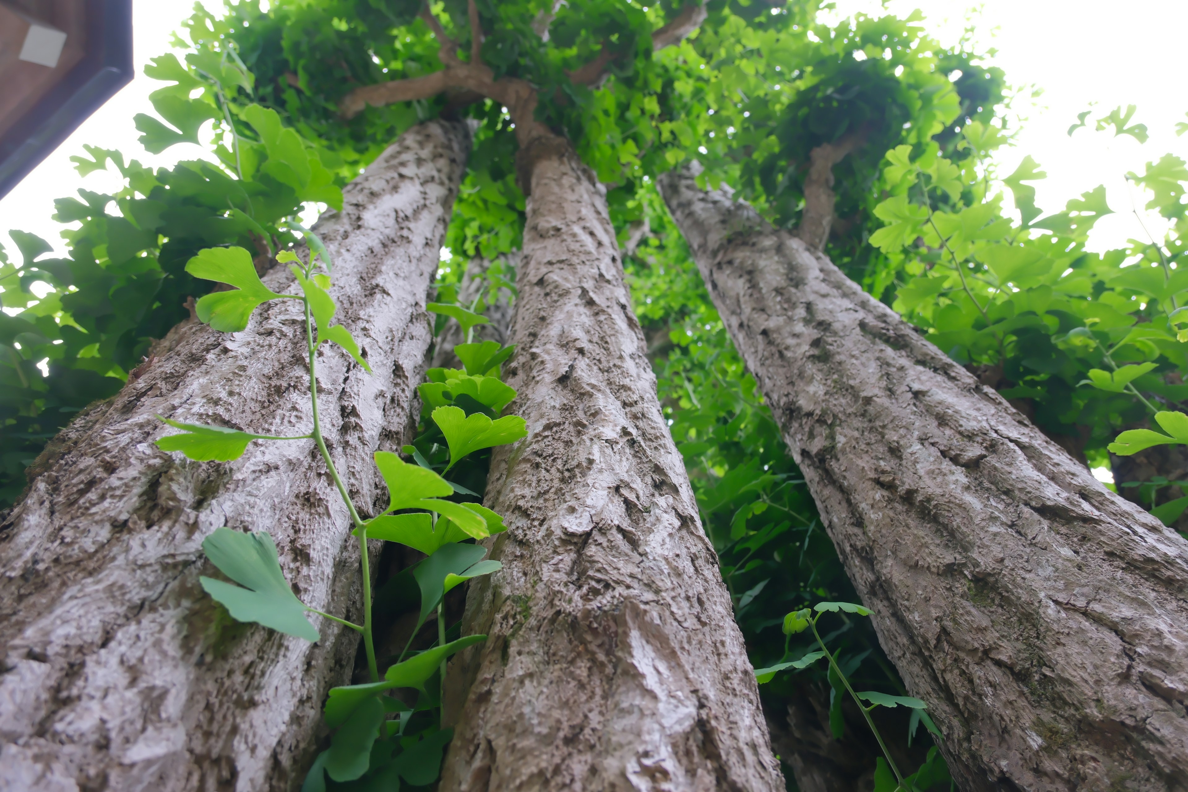 Troncos de árboles gruesos cubiertos de hojas verdes que se elevan hacia arriba