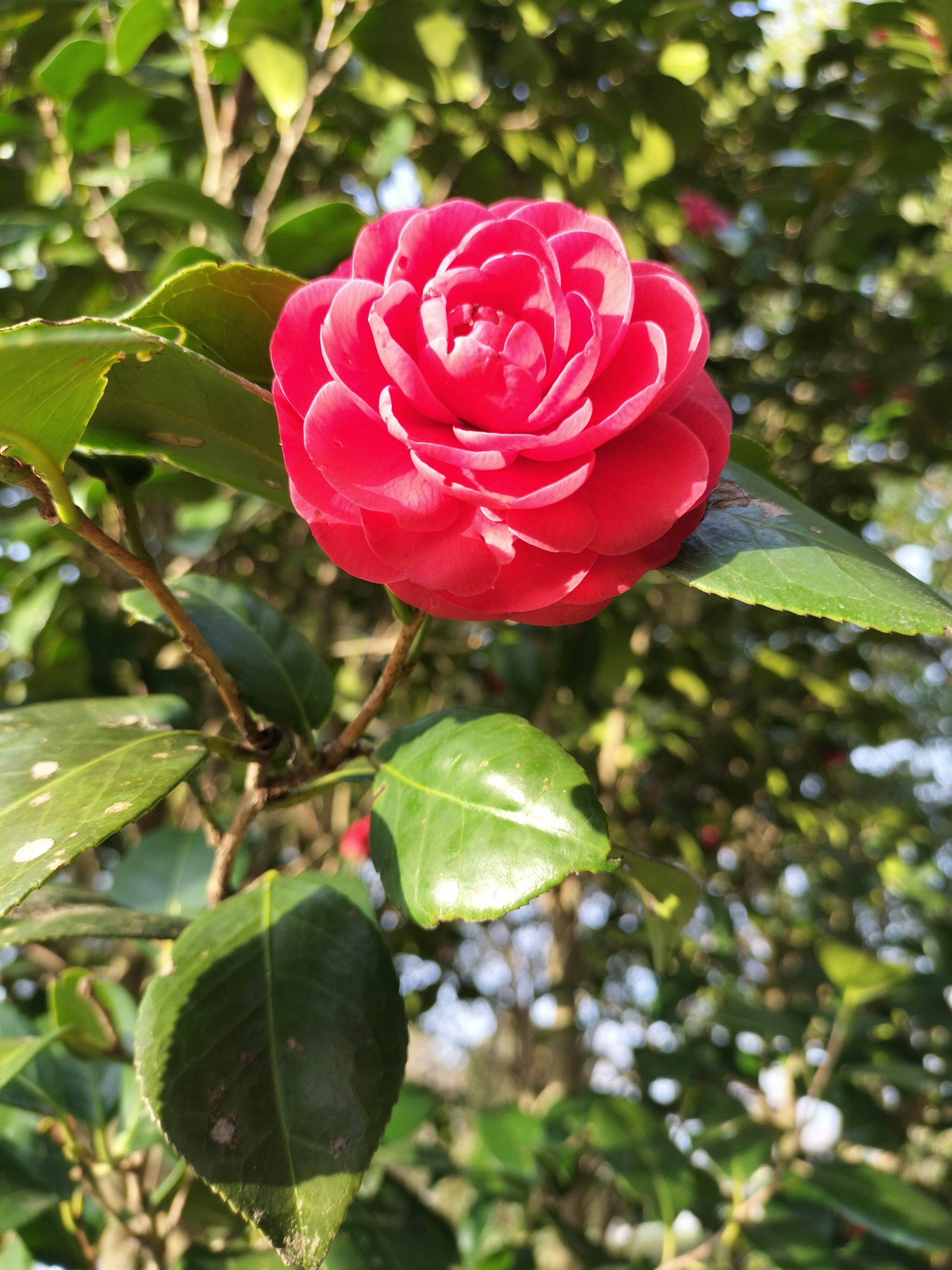 Un fiore di camelia rossa in fiore su un cespuglio verde