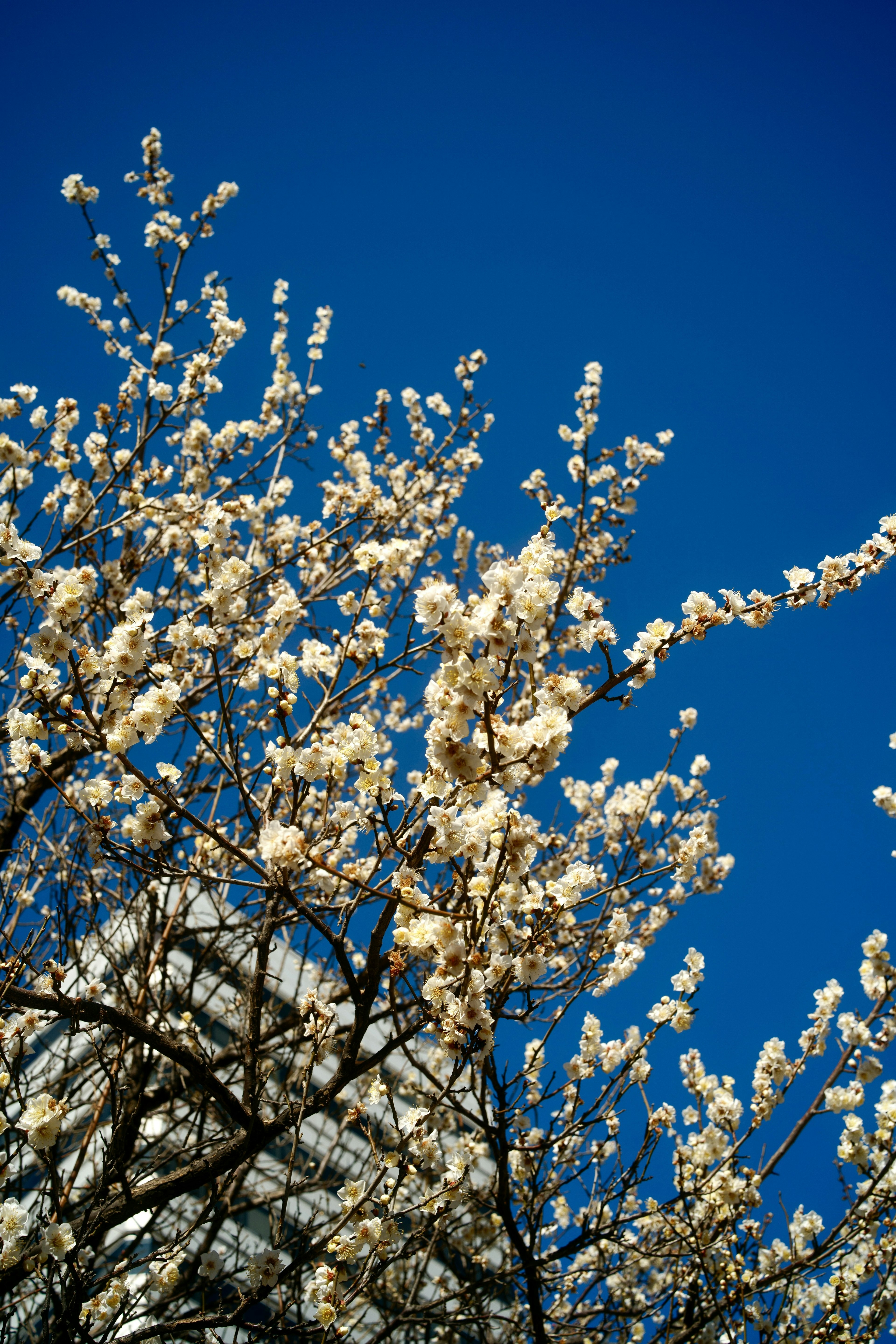 Ramas de árbol con flores blancas contra un cielo azul