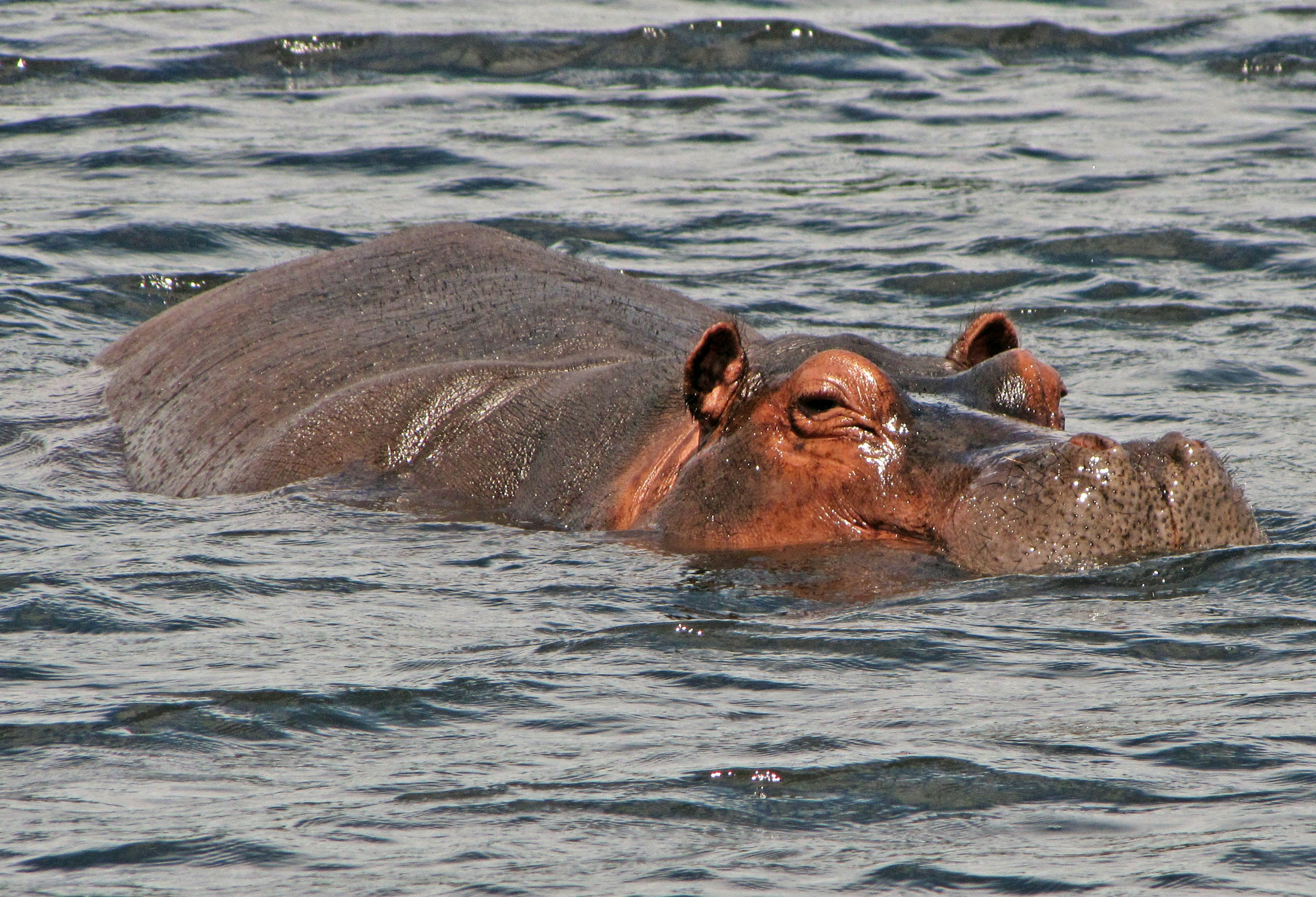 Un ippopotamo che galleggia nell'acqua