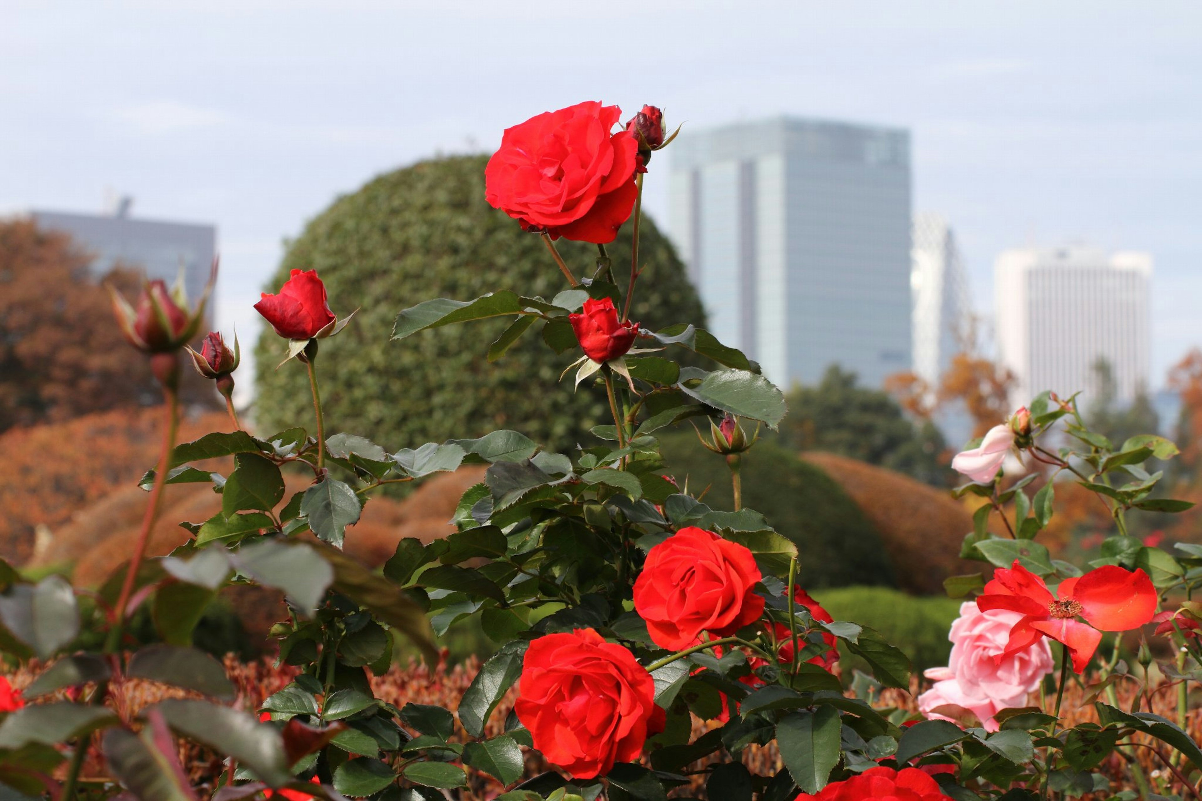 Lebendige rote Rosen mit Stadtgebäuden im Hintergrund