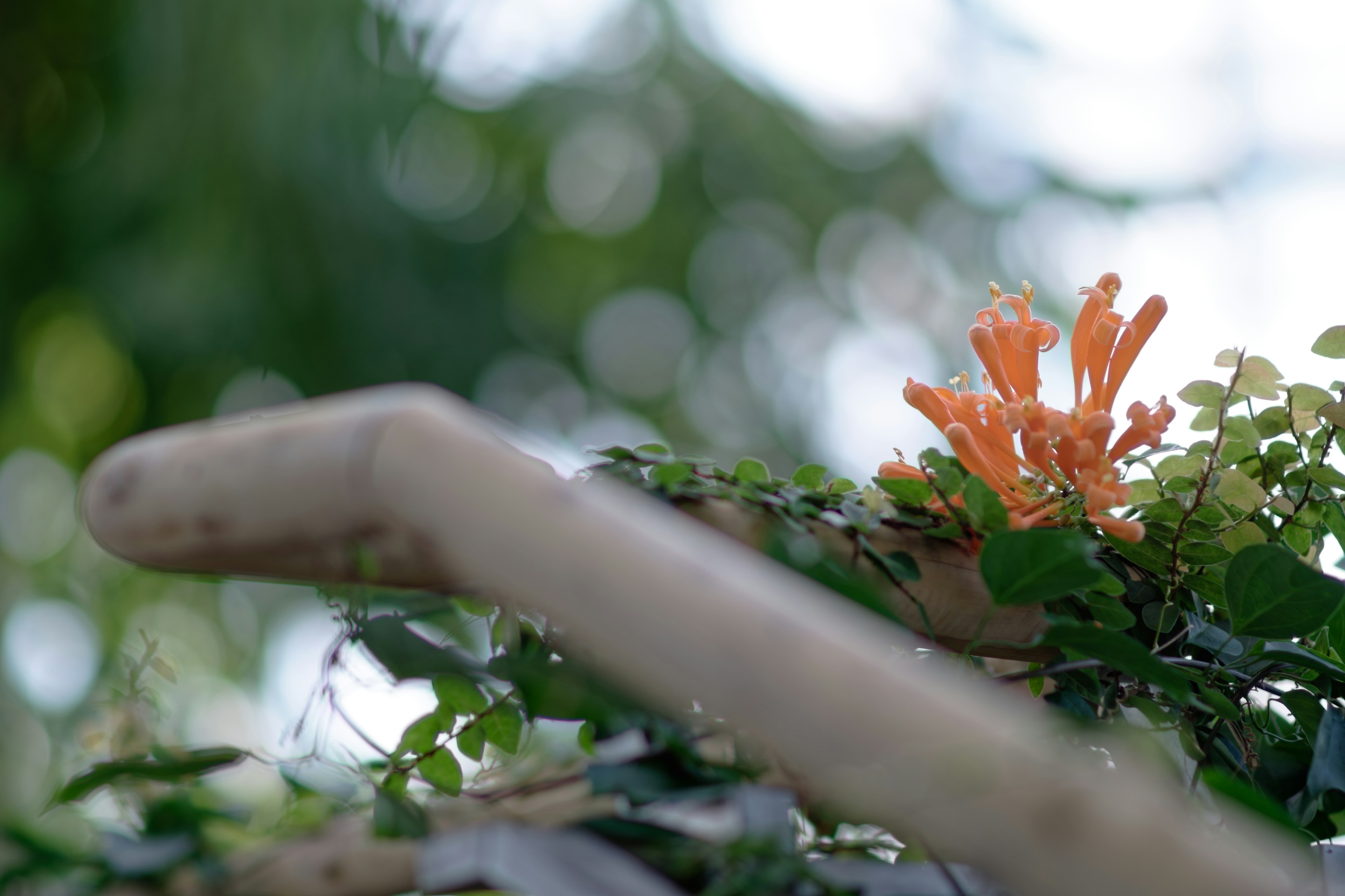 ぼんやりとした背景の中に鮮やかなオレンジ色の花が見える