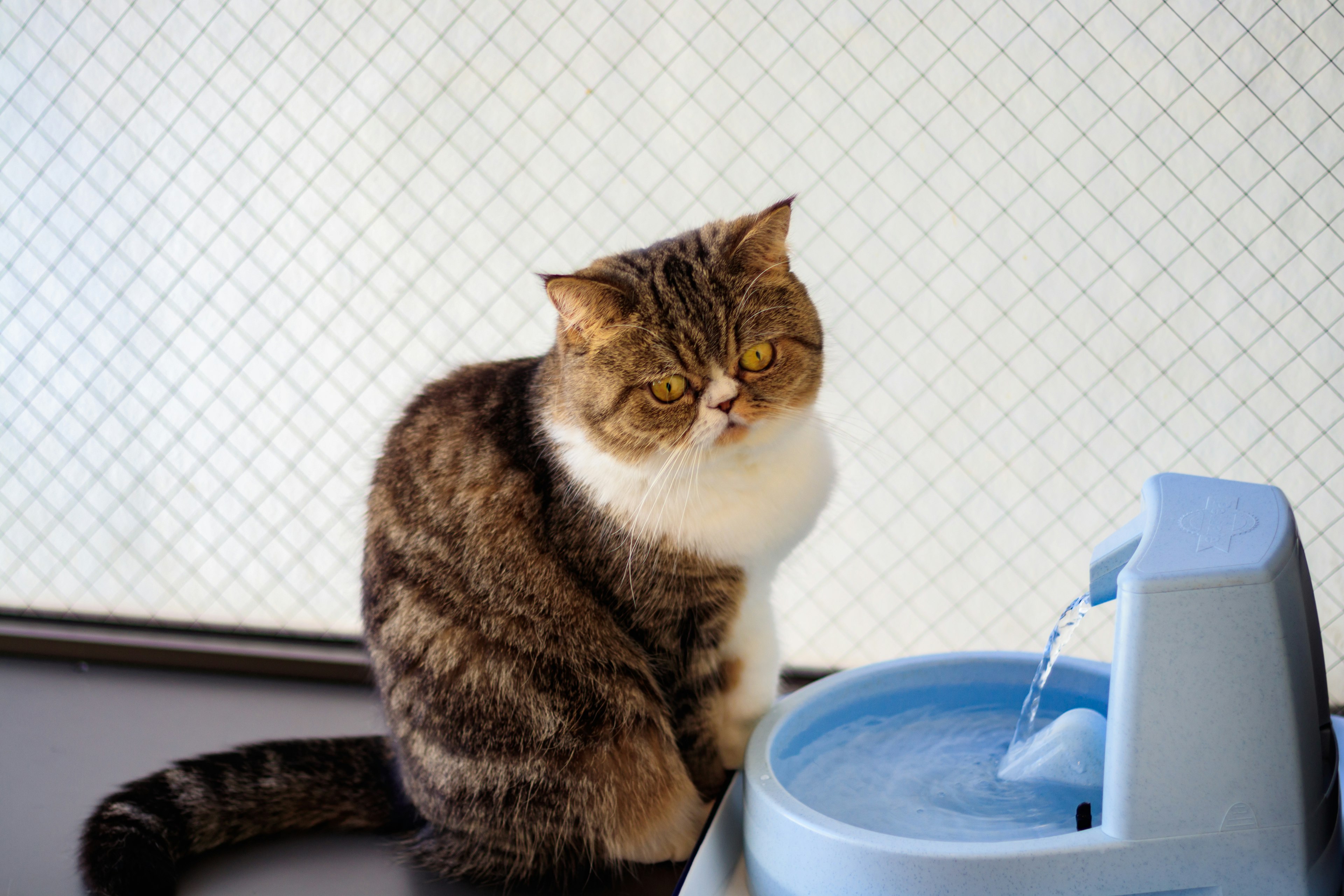 Katze sitzt neben einem Wasserbrunnen